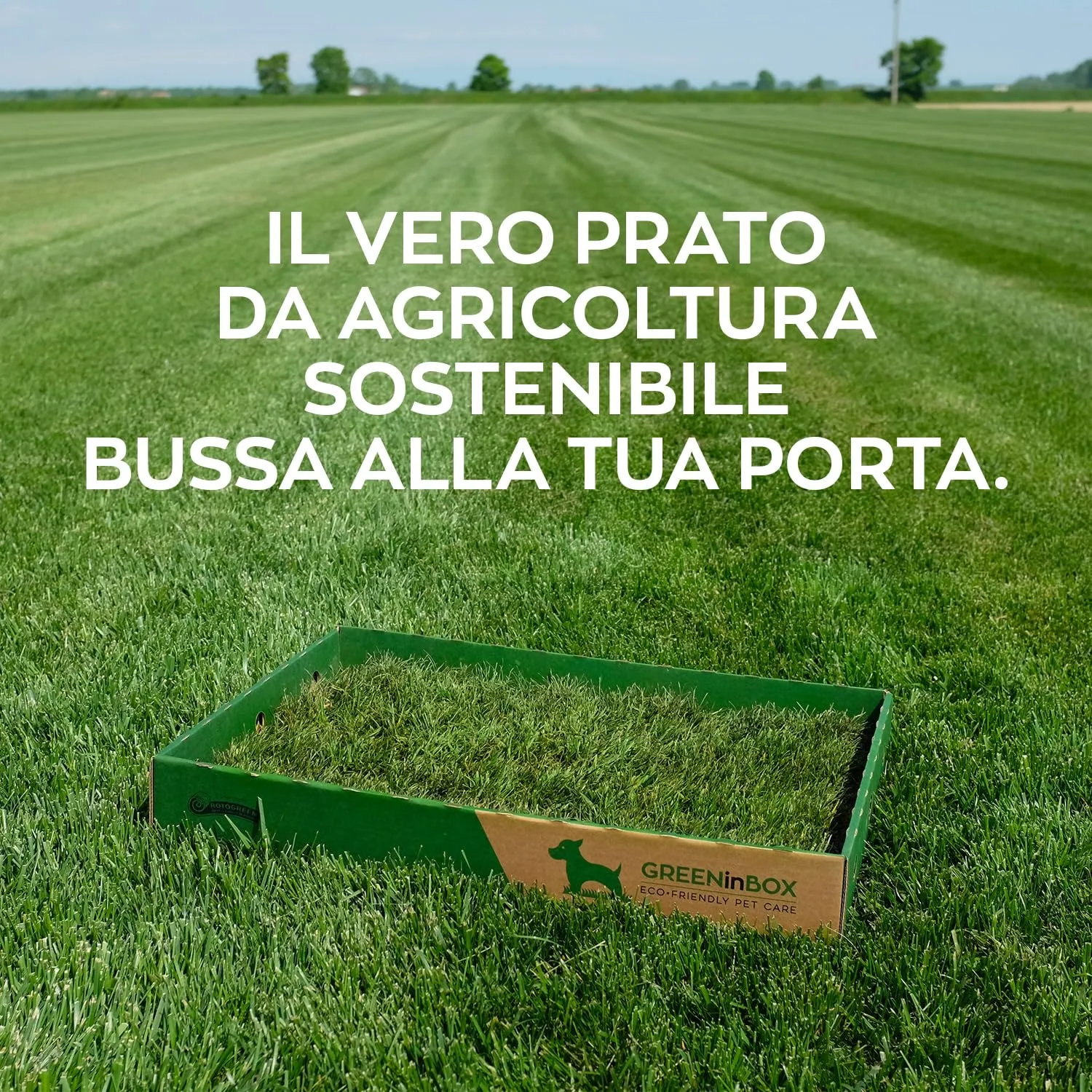 GreenInBox® XL Zolla in Vera Erba per Cani – Lettiera Naturale per Training Cucciolo e Cani in Appartamento, Taglia Grande 60x80 cm - immagine 5