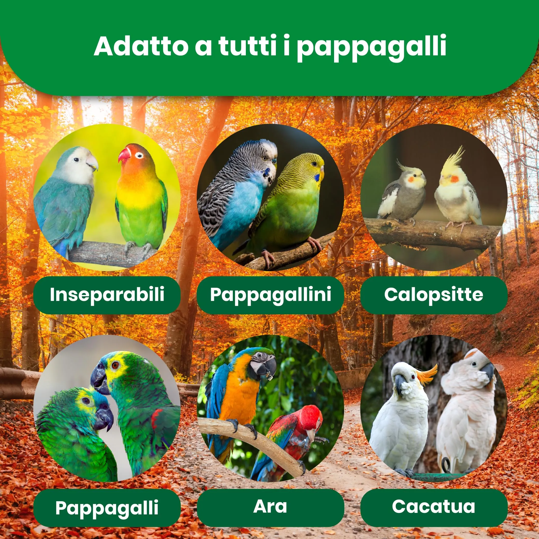 AreaAnimal - Estrusi per Pappagalli, Mangime Cocorite 600g - immagine 3