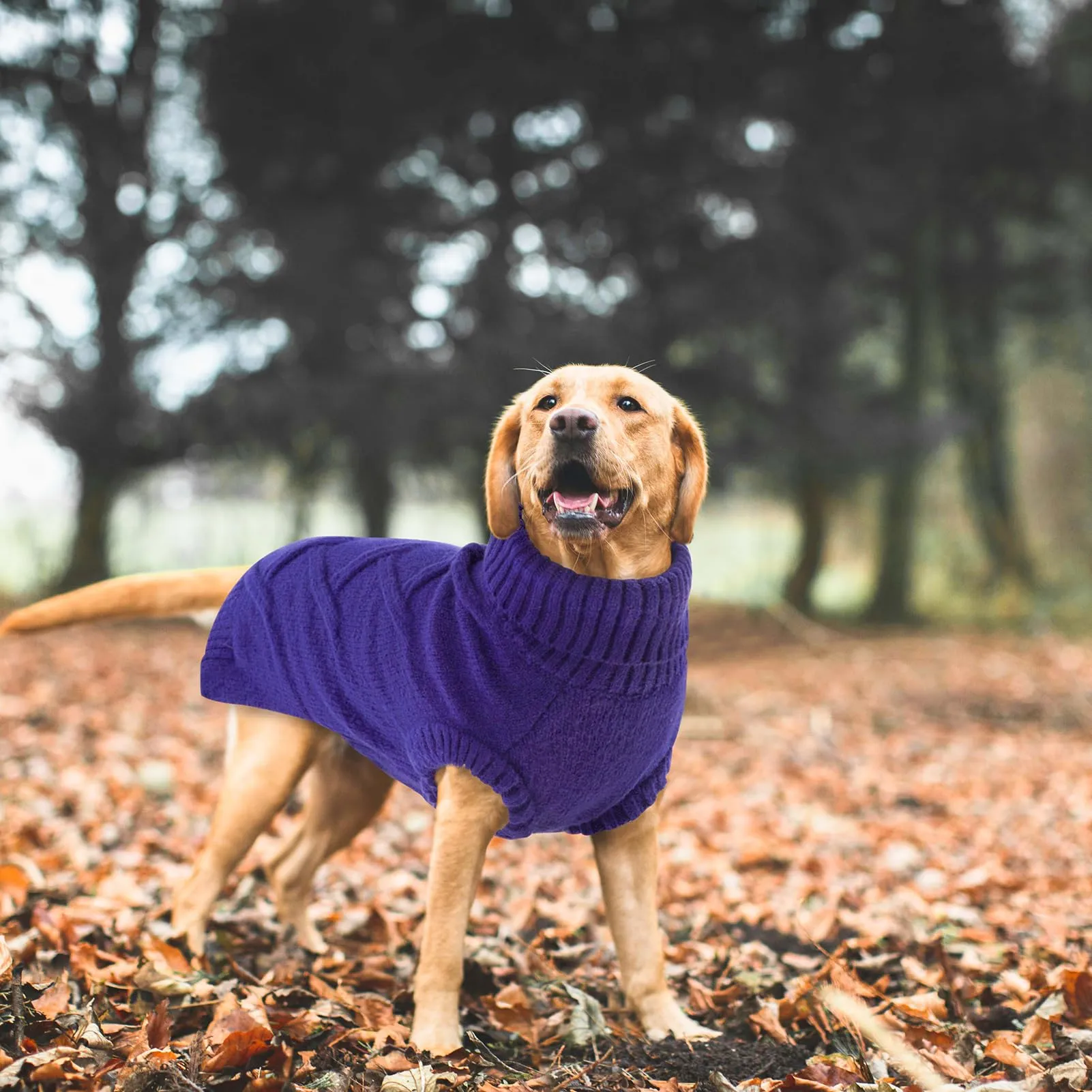 Queenmore Maglione Cane Piccolo Invernale - Felpa per Cani XS, Chihuahua, - immagine 7