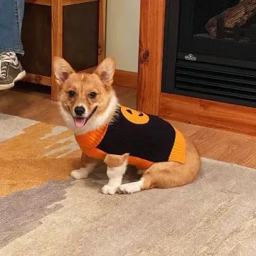 Maglione per cane - Costume di Halloween per cani di piccola, media e grande taglia - Nero - Taglia L - immagine 6