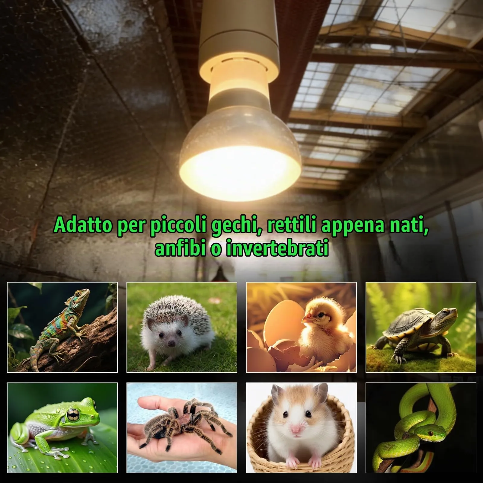 LedWekei 2 pezzi Lampada riscaldante per tartarughe, terrario, 60 W, UVA/UVB, per rettili, con attacco E27, adatta per tartarughe, draghi barbuti, lucertole e serpenti - immagine 2