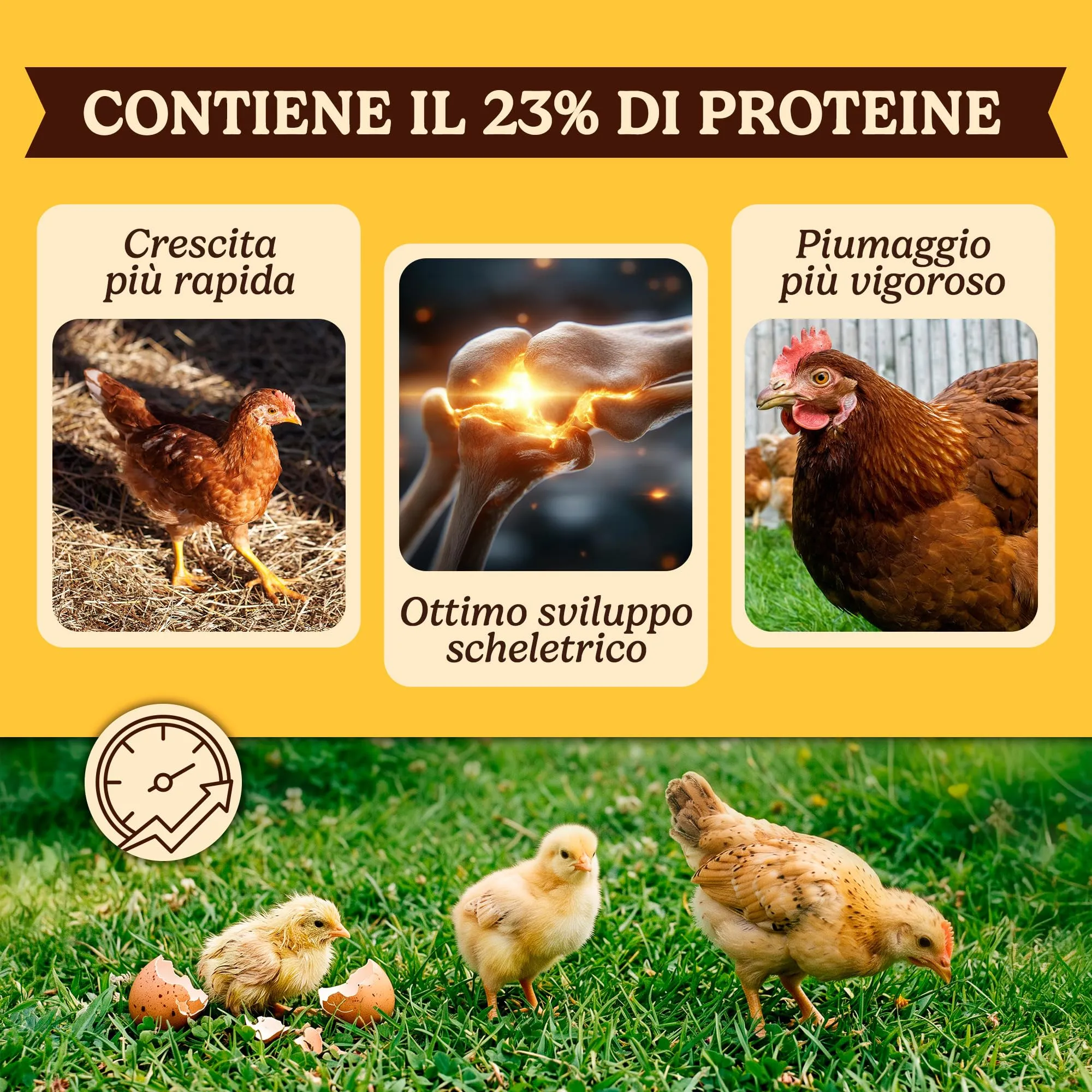 Mangime per Pulcini Appena Nati, Mangime Pulcini Primo Periodo con 23% di Proteine, Vitamine, Minerali e Oli Essenziali, Adatto dalla Nascita, No Ogm, confezione 1,8 kg - immagine 3