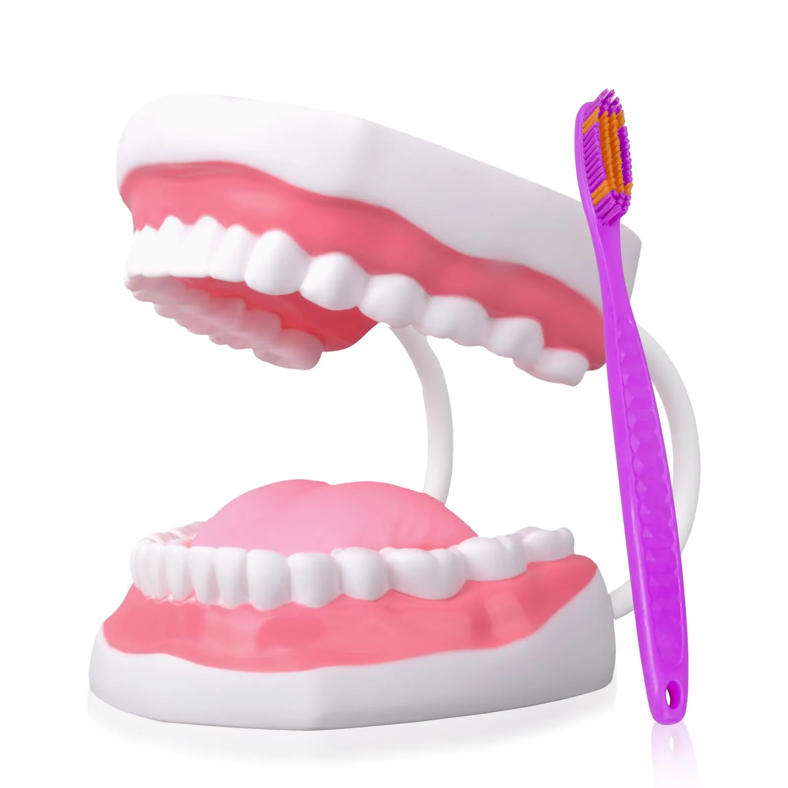 Ultrassist Modello Dentale, ideale per l'insegnamento di spazzolatura per bambini e bambini, 6 volte ingrandire, include spazzolino da denti, Modello di Denti Standard - immagine 1