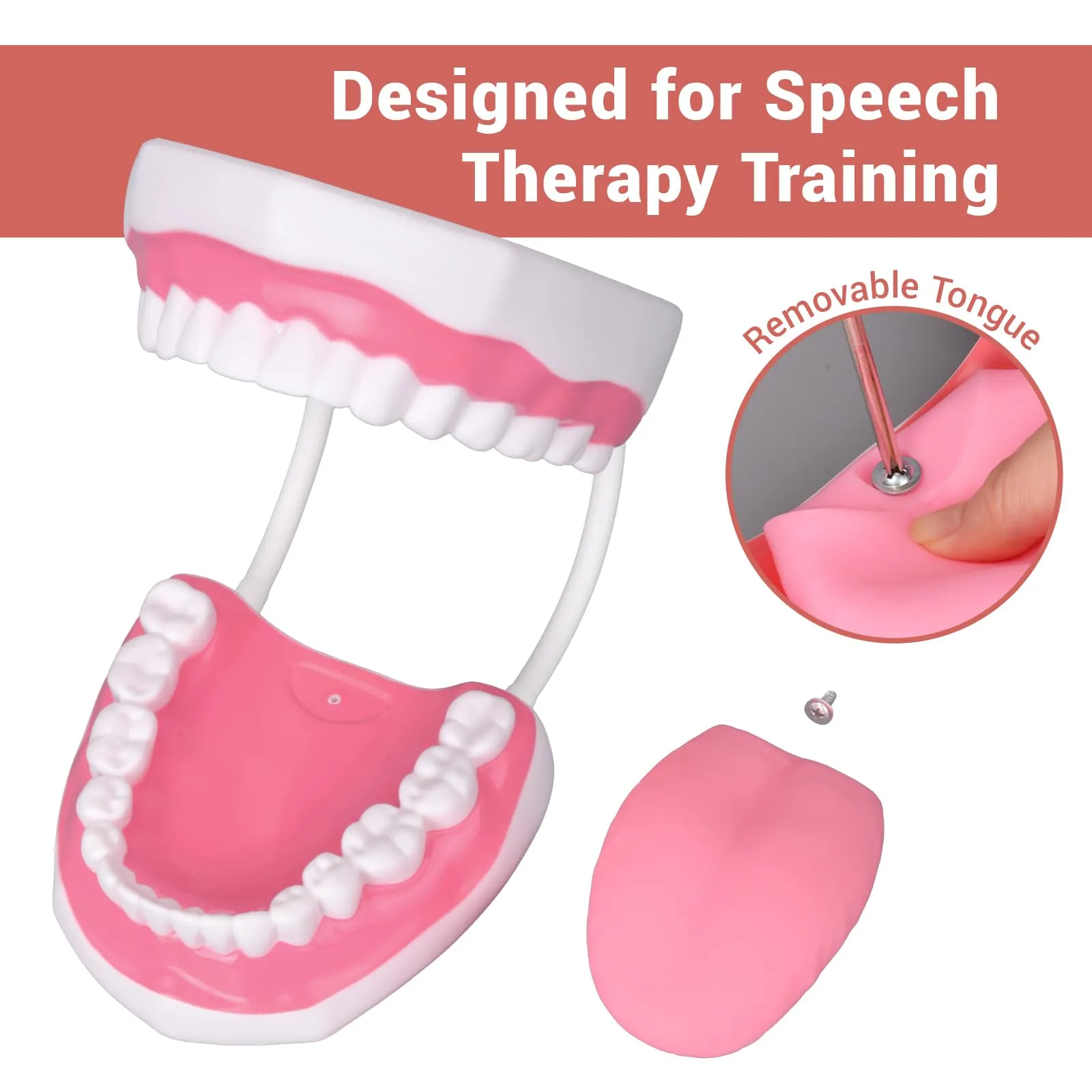 Ultrassist Modello Dentale, ideale per l'insegnamento di spazzolatura per bambini e bambini, 6 volte ingrandire, include spazzolino da denti, Modello di Denti Standard - immagine 2