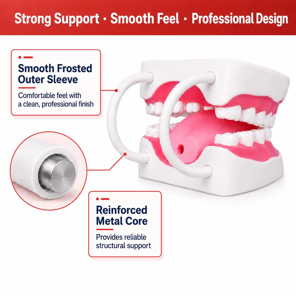 Ultrassist Modello Dentale, ideale per l'insegnamento di spazzolatura per bambini e bambini, 6 volte ingrandire, include spazzolino da denti, Modello di Denti Standard - immagine 3