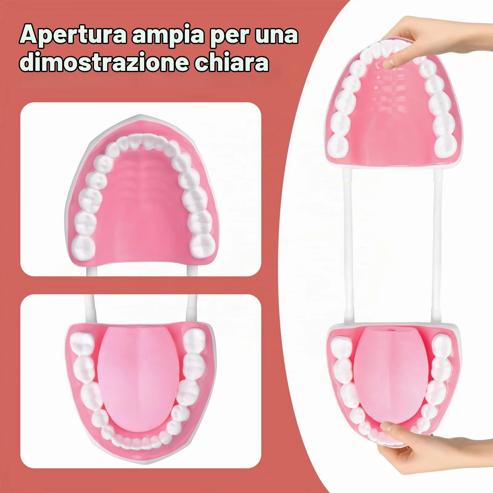 Ultrassist Modello Dentale, ideale per l'insegnamento di spazzolatura per bambini e bambini, 6 volte ingrandire, include spazzolino da denti, Modello di Denti Standard - immagine 4