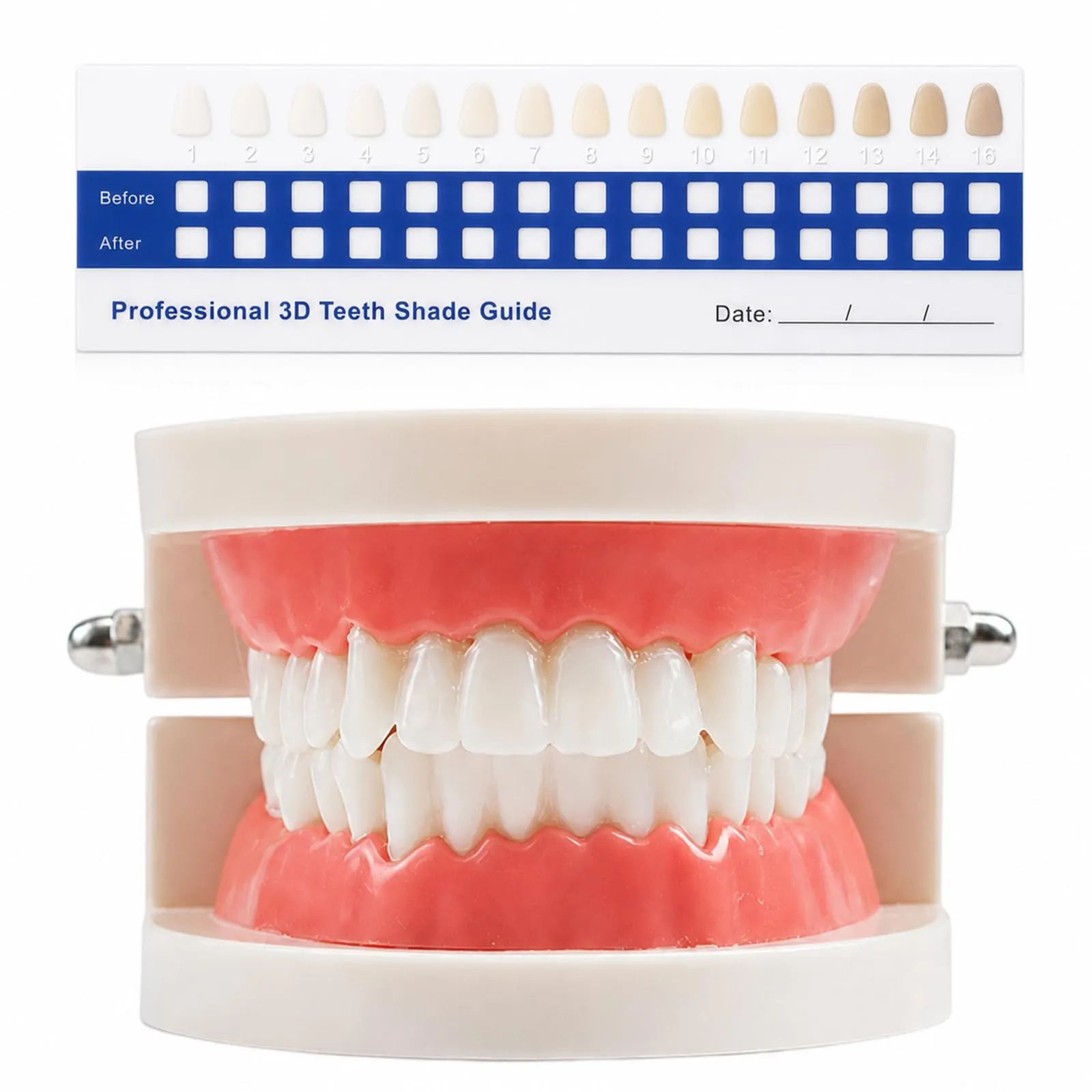 KADFEL 1pcs Modello di Denti Dentali in Plastica + 1pcs Scala Colori in PVC per Dentisti, Studenti di Odontoiatria e Igienisti Dentali – Kit Didattico per Studio e Pratica - immagine 1