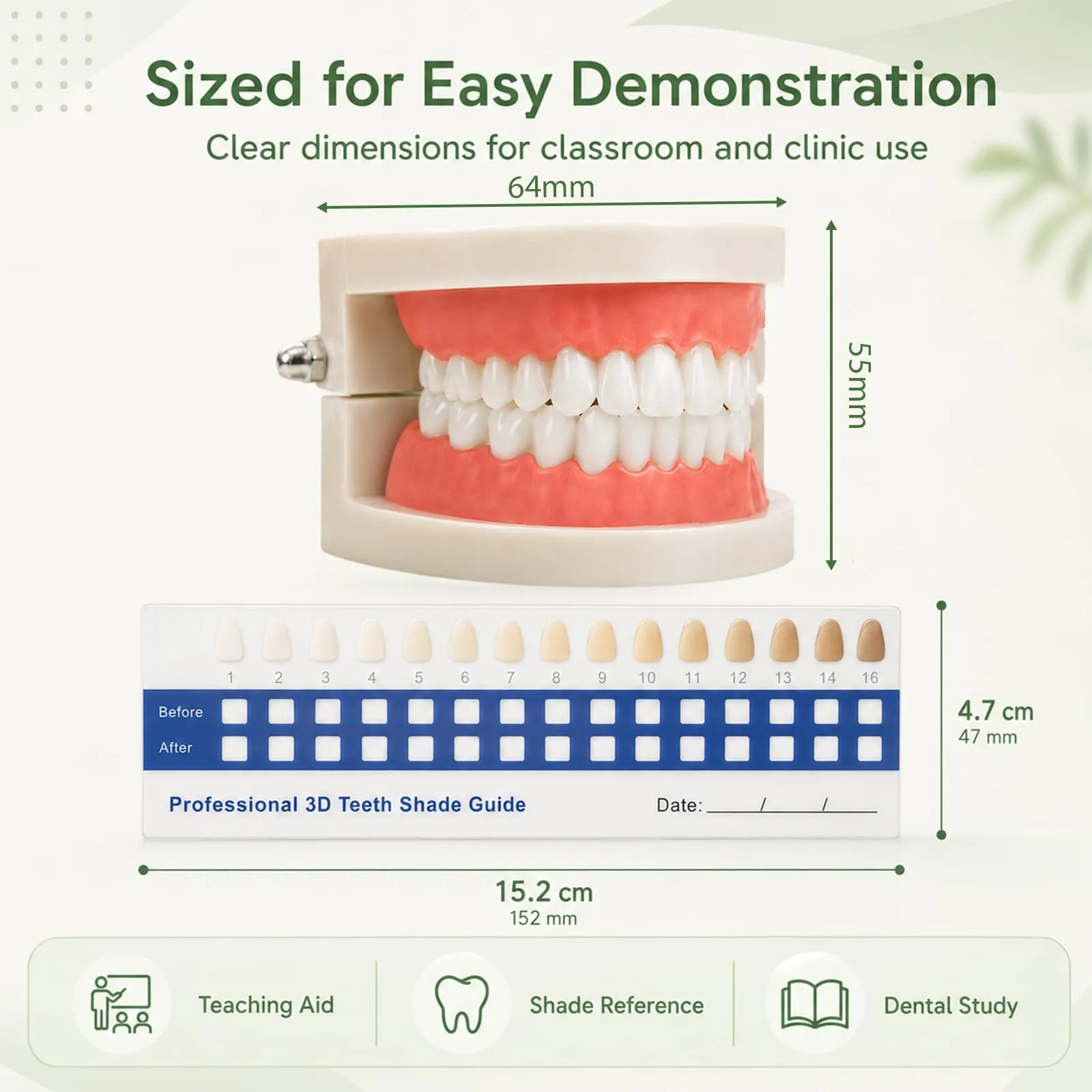 KADFEL 1pcs Modello di Denti Dentali in Plastica + 1pcs Scala Colori in PVC per Dentisti, Studenti di Odontoiatria e Igienisti Dentali – Kit Didattico per Studio e Pratica - immagine 2