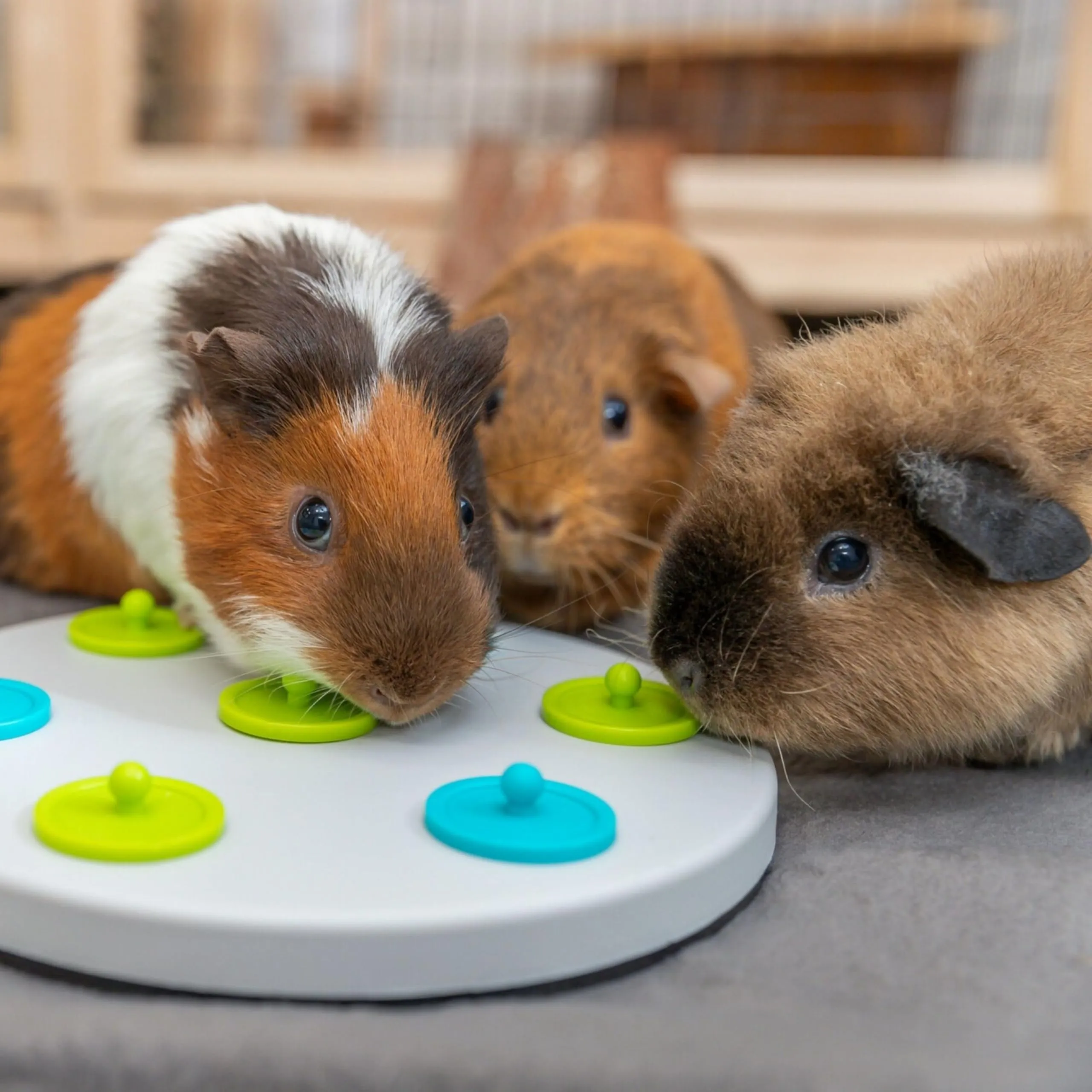 Trixie Coniglio Snacky Board Treat Trovare Gioco Animali Domestici Divertimento - immagine 6