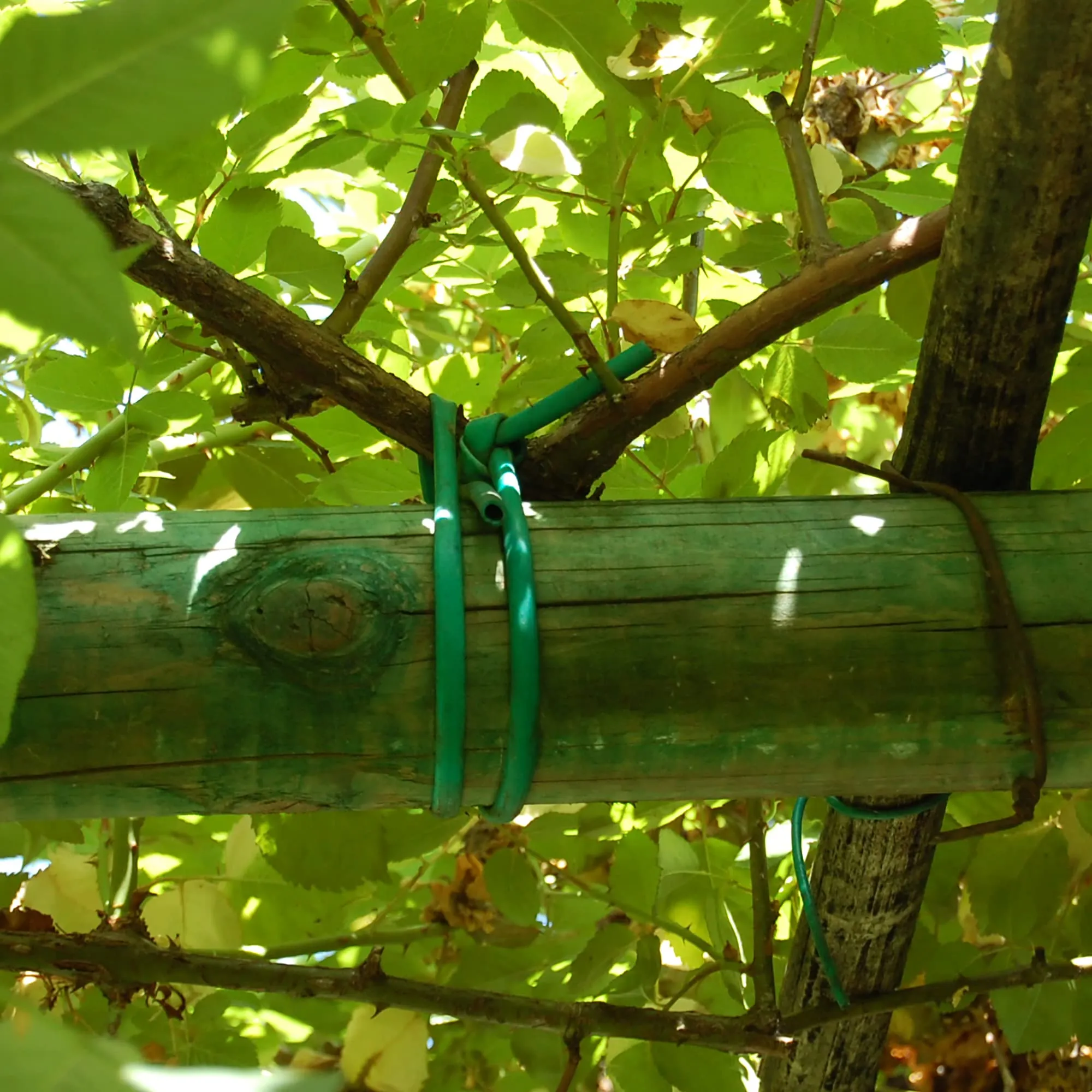 TENAX Tubetto Agricolo Verde 500g Diametro 3mm, Legatura in PVC per Piante, ortaggi e Fiori, Lunghezza Circa 80 m - immagine 2