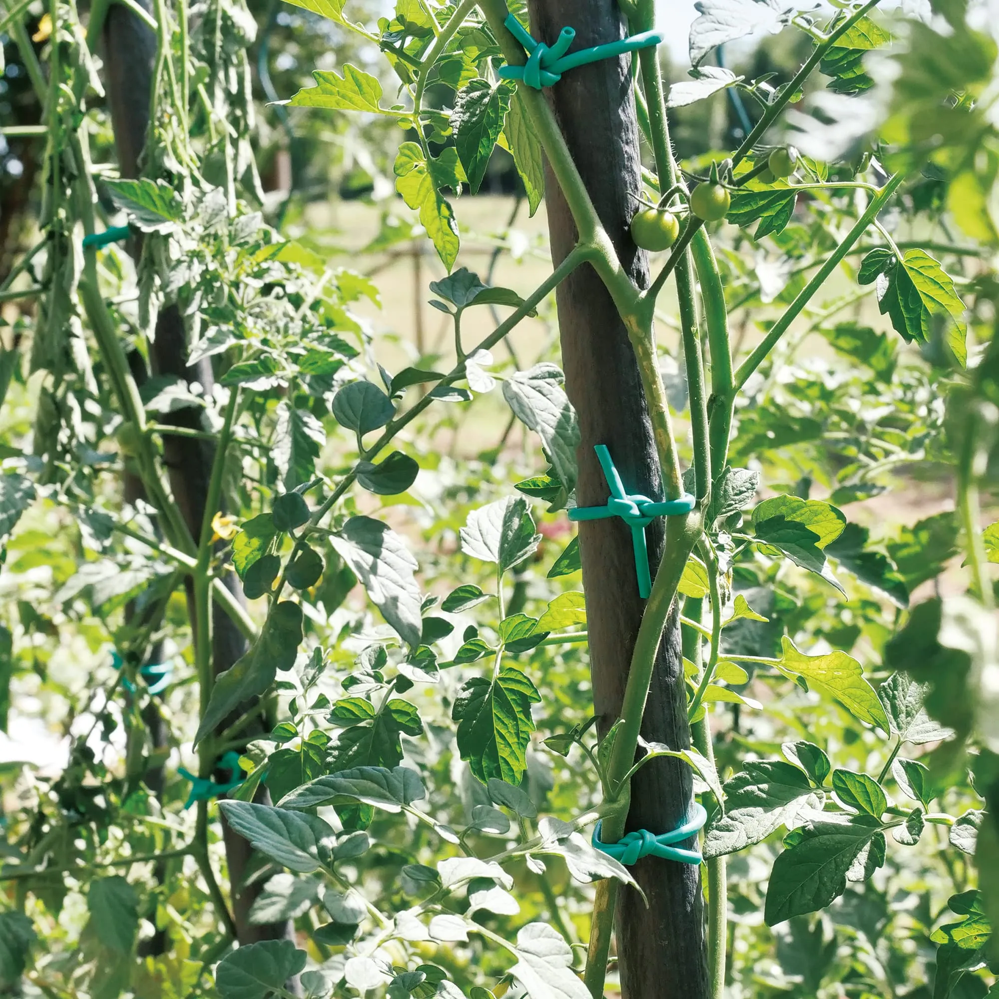 TENAX Tubetto Agricolo Verde 500g Diametro 3mm, Legatura in PVC per Piante, ortaggi e Fiori, Lunghezza Circa 80 m - immagine 3