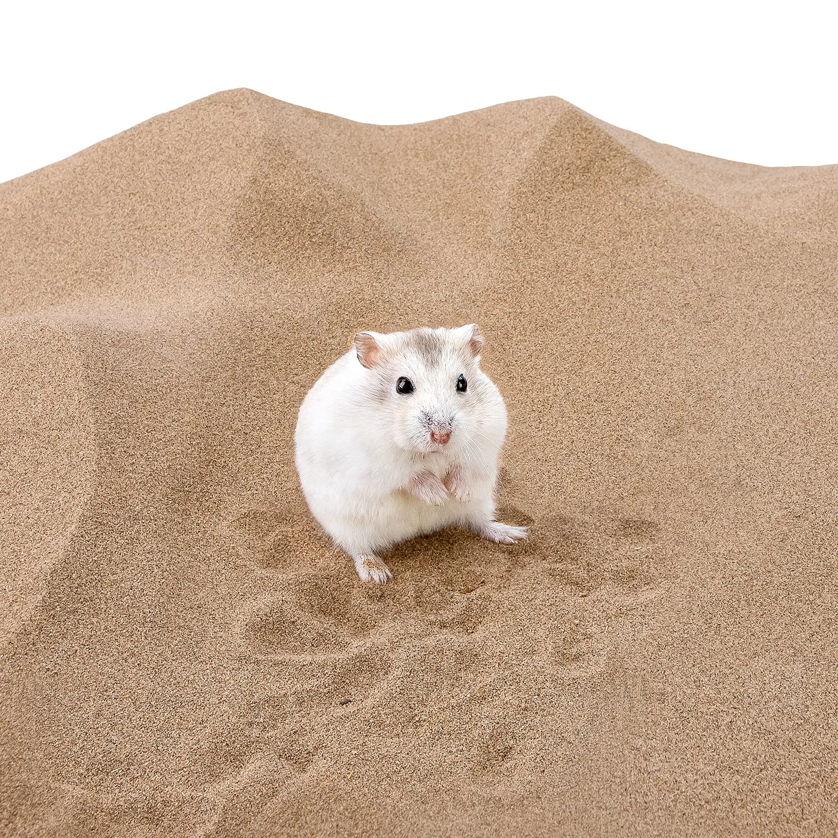 Niteangel Hamster Desert Bath Sand | No-Dust Bath or Potty Litter for Hamster Chinchillas Gerbil Mice Degu or Other Small Pets (2.5LB, Desert Sand) - immagine 3