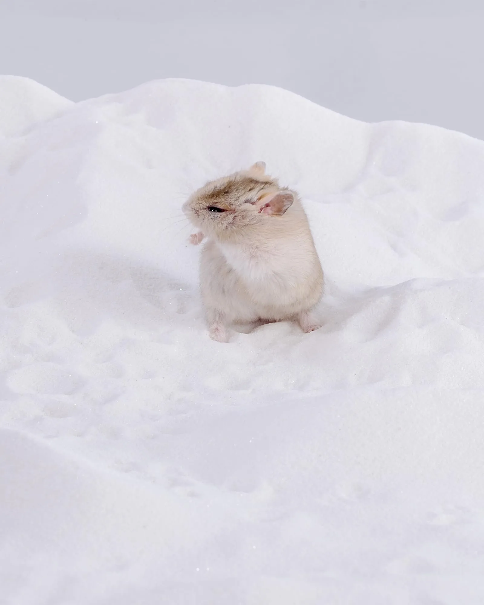 Niteangel Sabbia da Bagno nel Deserto per criceti, cincillà, gerbo, Topi, Degu o Altri Piccoli Animali Domestici (Sabbia Bianca, 1kg) - immagine 2