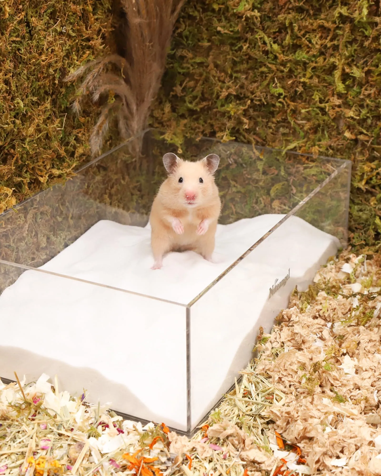 Niteangel Sabbia da Bagno nel Deserto per criceti, cincillà, gerbo, Topi, Degu o Altri Piccoli Animali Domestici (Sabbia Bianca, 2.72kg) - immagine 5