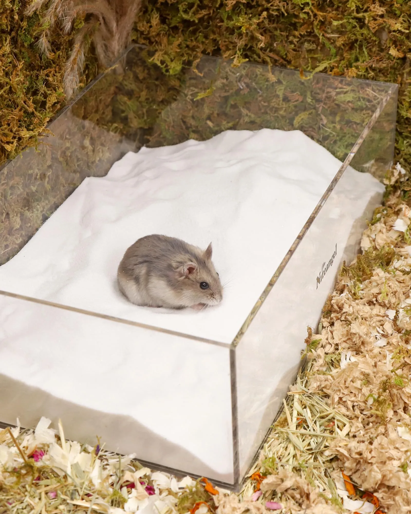 Niteangel Sabbia da Bagno nel Deserto per criceti, cincillà, gerbo, Topi, Degu o Altri Piccoli Animali Domestici (Sabbia Bianca, 2.72kg) - immagine 6