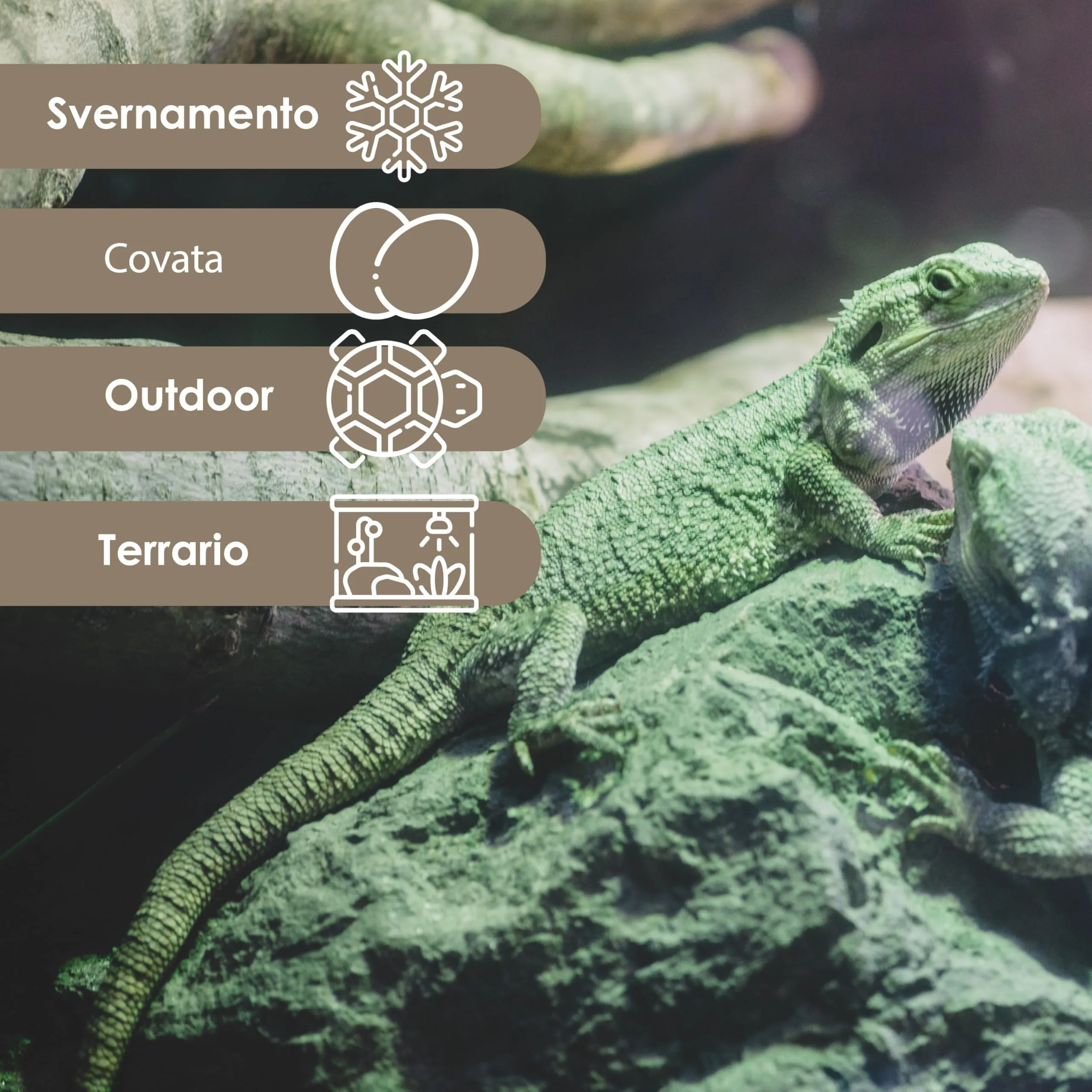 AGRI-CULTURA® | Substrato in Corteccia di Pino Bark per Rettili【20 L】 | Corteccia di Pino Francese 100% Naturale | Ideale per Terrari di Tartarughe di Terra, Serpenti, Rane, Insetti e Rettili. - immagine 3