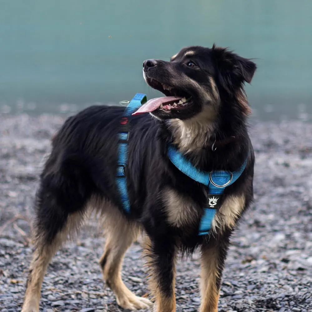 TSPRO Pettorina Cane Robusta No Pull con Maniglia per Cani Medi e Grandi - immagine 7