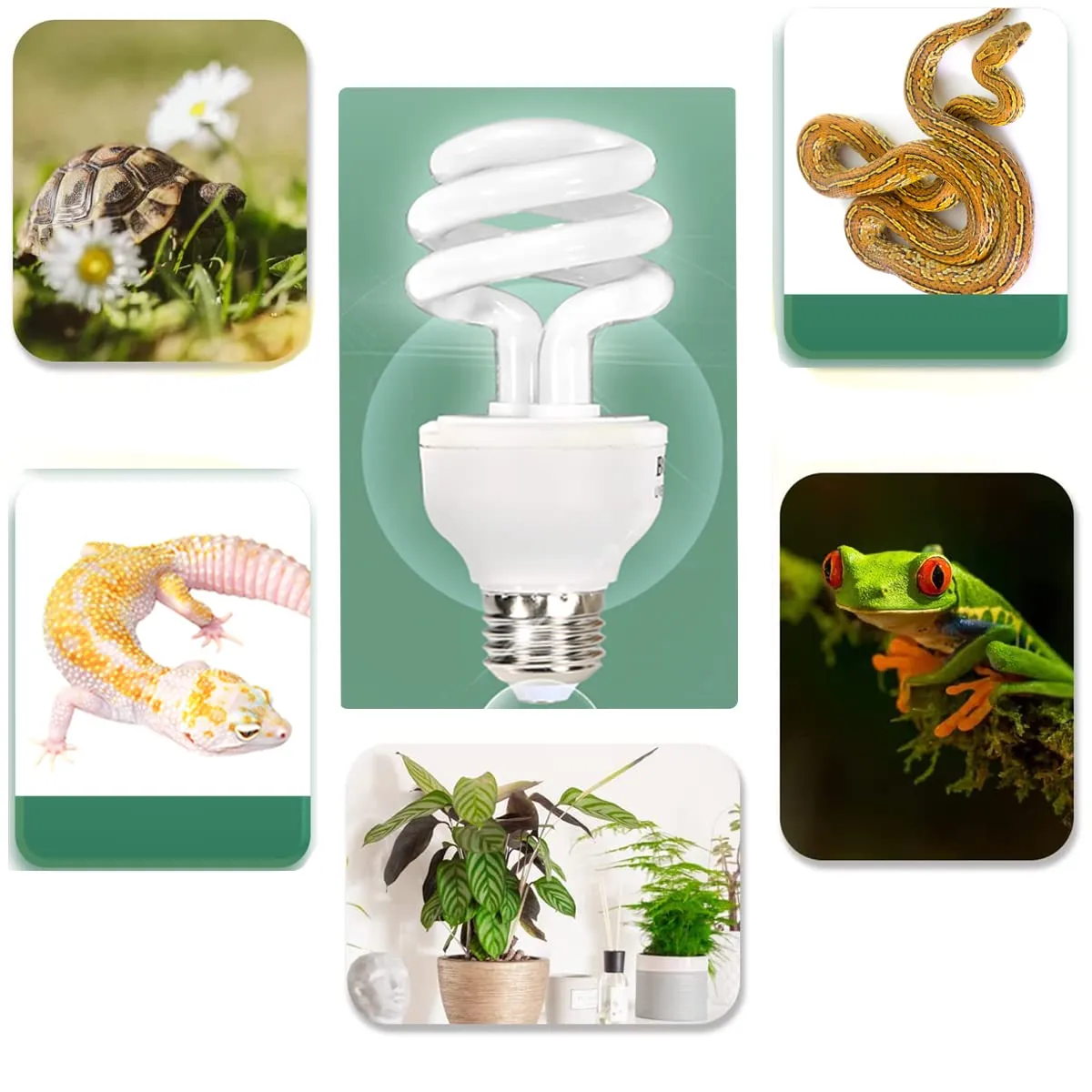 QeeHeng UVB Reptile Light 10.0, Lampadine Tartaruga Lampada da Terrario Compatta a Risparmio Energetico per Rettili del Deserto Serpente/Lucertola/Insetto/Tubo a Spirale Leopardo (UVB10.0 13W) - immagine 5