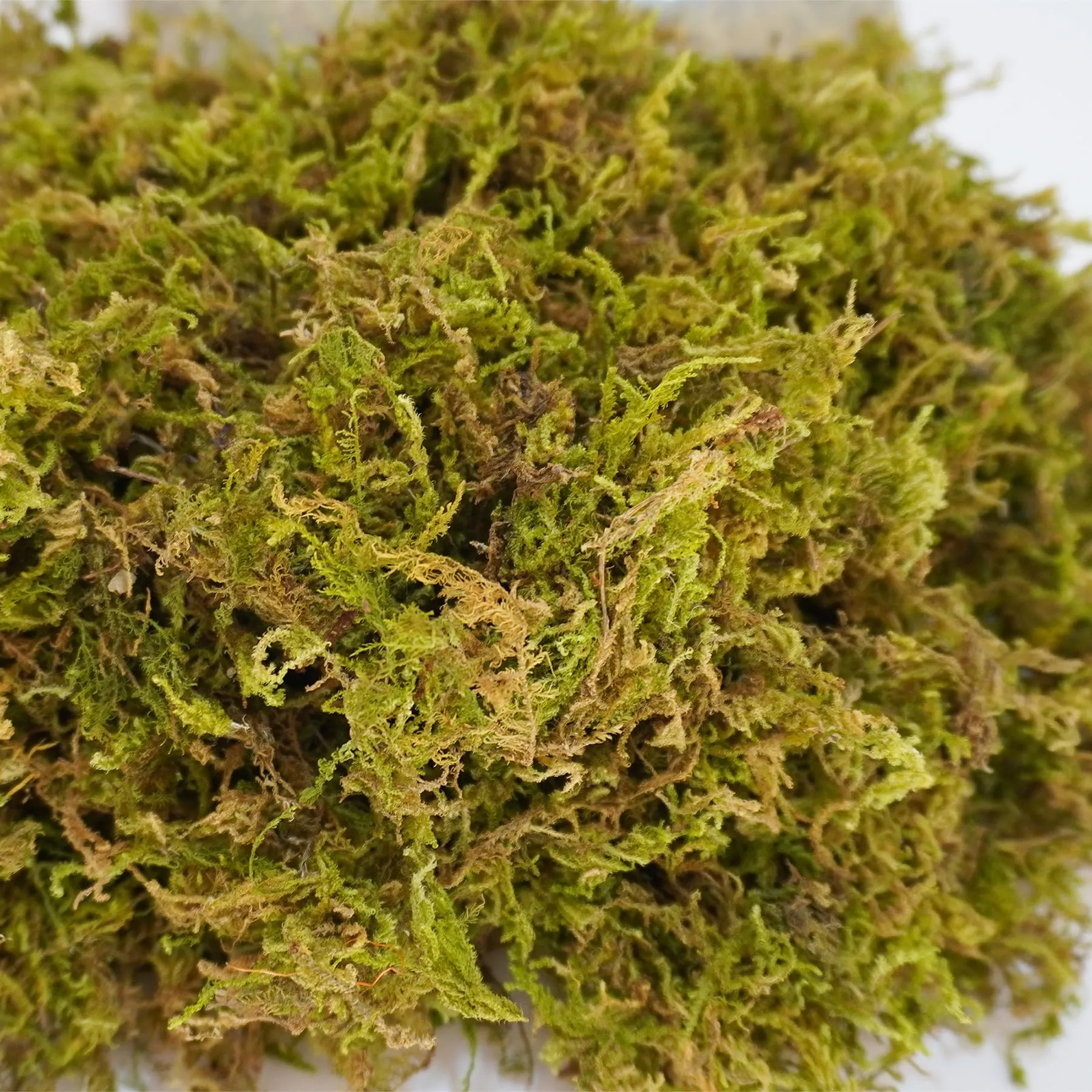 Begeterday 99g di Puro Muschio Naturale per Tartarughe, Accessorio Ideale per Le tartarughiere, Ottimo per Mantenere l'umidità e Il Calore in Inverno - immagine 5