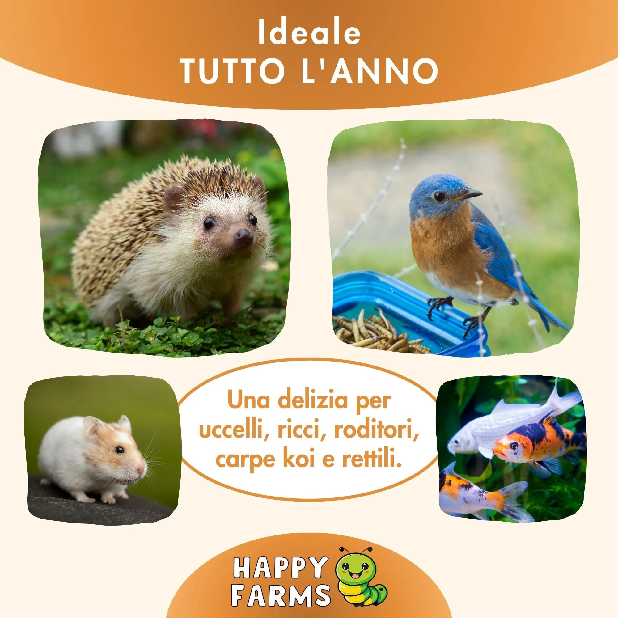HappyFarms Vermi della Farina Essiccati 5kg – Mangime Naturale per Galline, Uccelli e Ricci – Ricchi di Proteine - immagine 3