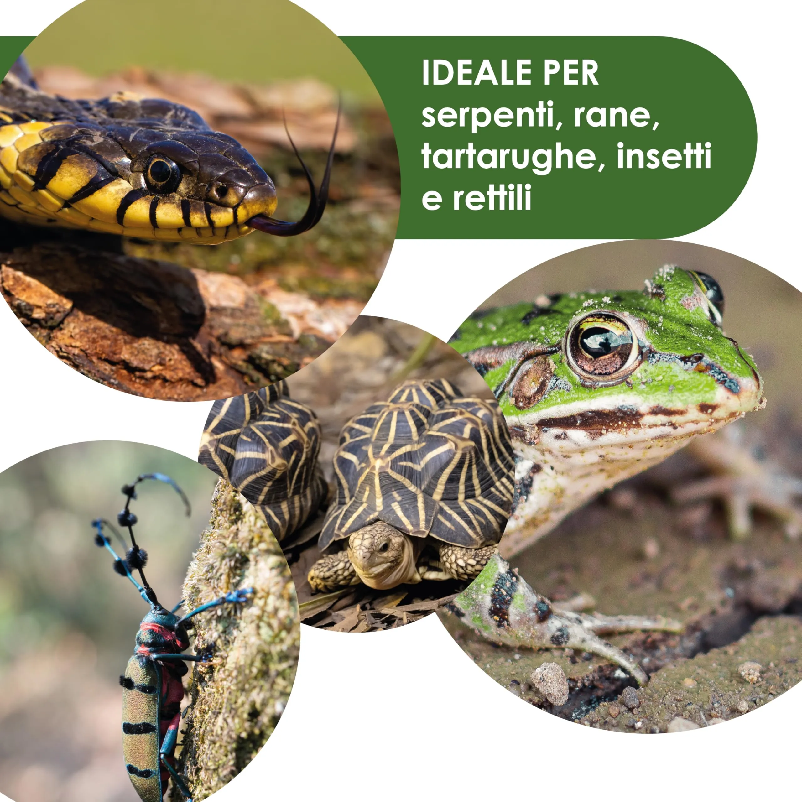 AGRI-CULTURA® | Substrato in Corteccia di Pino Bark per Rettili 2x20L | Corteccia di Pino Francese 100% Naturale | Ideale per Terrari di Tartarughe di Terra, Serpenti, Rane, Insetti e Rettili. - immagine 4