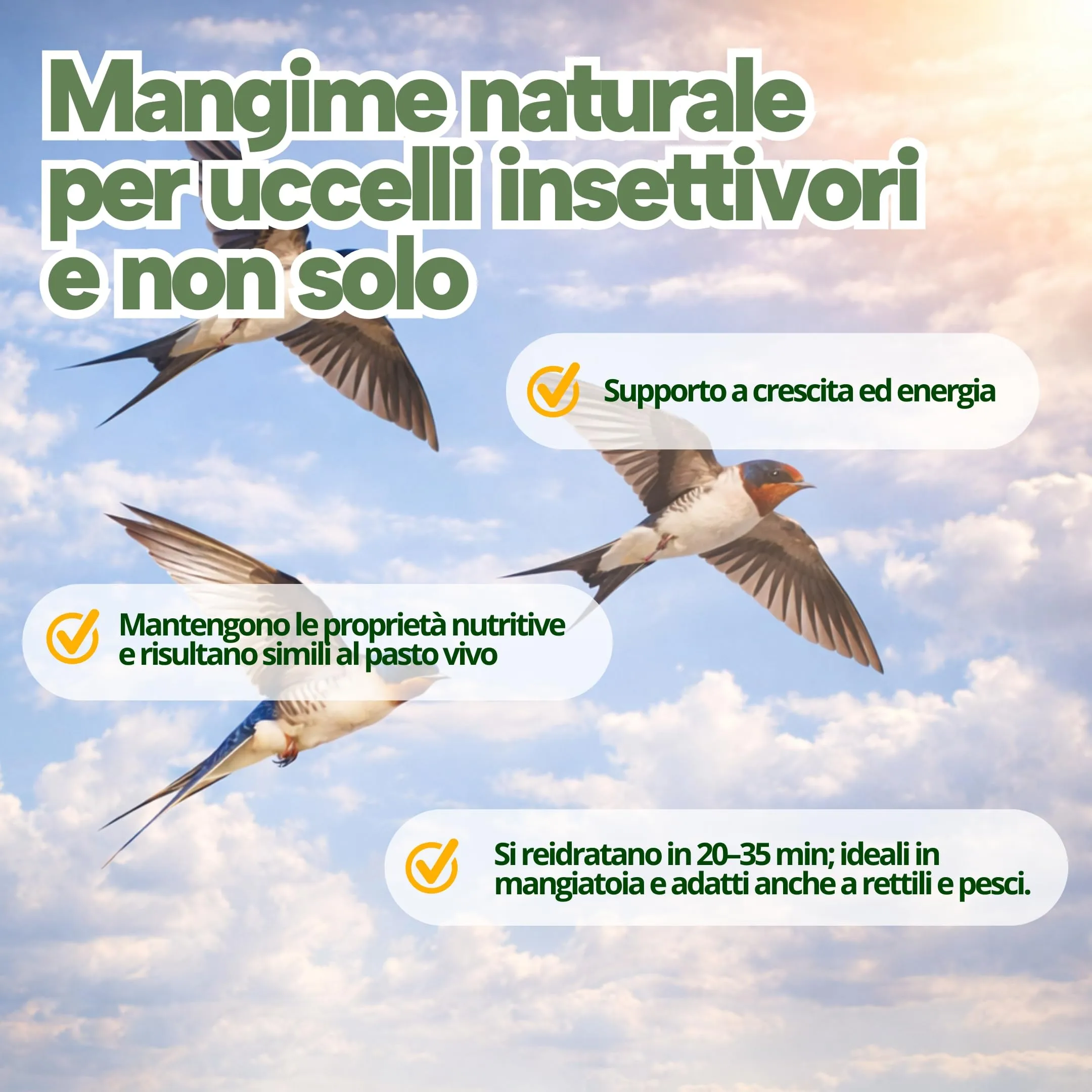 Nutrinsect - Grilli Liofilizzati - Mangime Naturale ideale per geco, camaleonte, tartarughe, pesci e uccelli insettivori come Rondini, Rondoni, Balestrucci, Pack da 500 ml - immagine 3