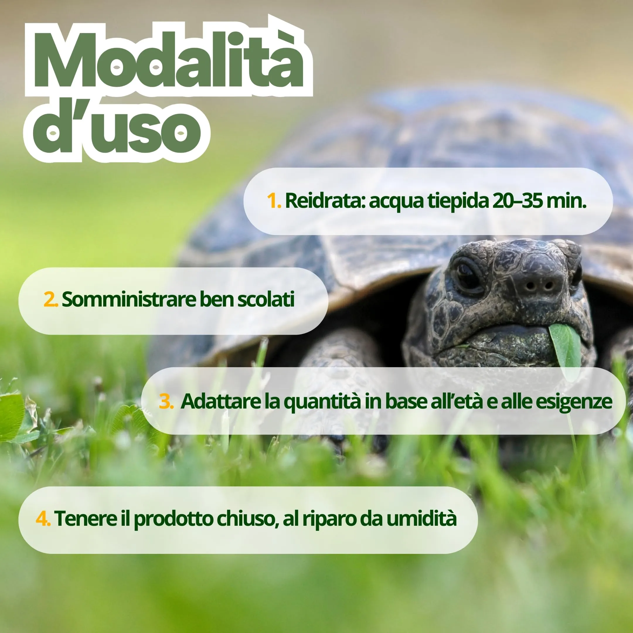 Nutrinsect - Grilli Liofilizzati - Mangime Naturale ideale per geco, camaleonte, tartarughe, pesci e uccelli insettivori come Rondini, Rondoni, Balestrucci, Pack da 500 ml - immagine 4