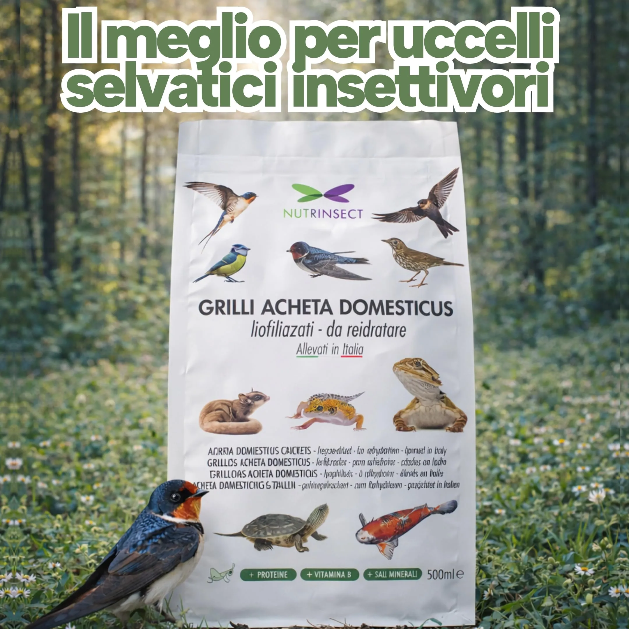 Nutrinsect - Grilli Liofilizzati - Mangime Naturale ideale per geco, camaleonte, tartarughe, pesci e uccelli insettivori come Rondini, Rondoni, Balestrucci, Pack da 500 ml - immagine 7