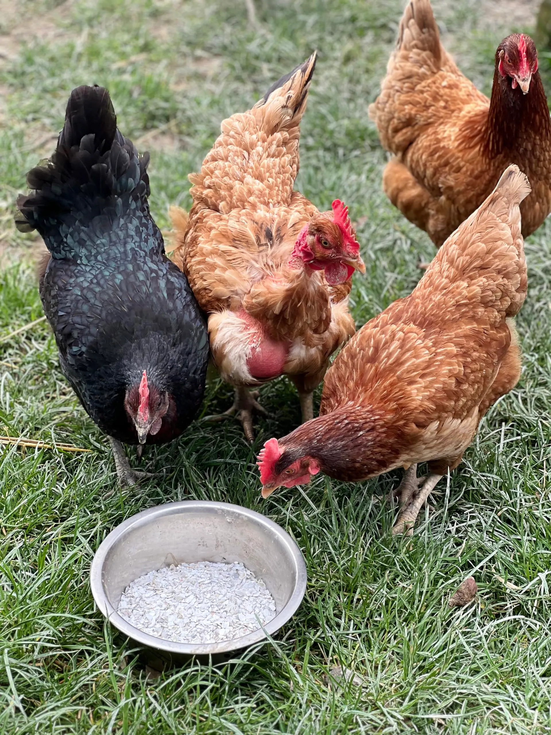 Scaglie di Conchiglie di Ostriche – Alimento Minerale per Pollame – Fonte di Calcio Naturale – Galline, Quaglie, Tacchino – Fabbricato e Confezionato in Francia (19 kg) - immagine 3