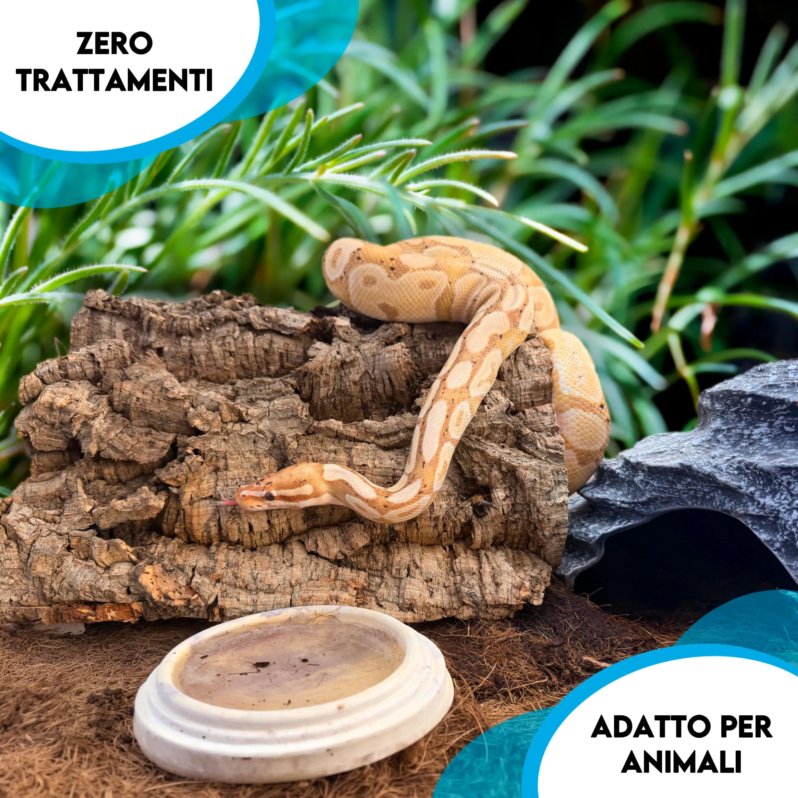 ZOMA Zattera per Orchidee, Sughero per Terrario, Corteccia per Orchidee, Epifite Tillandsia e Felci, Corteccia di Sughero per Presepe (XL) - immagine 5
