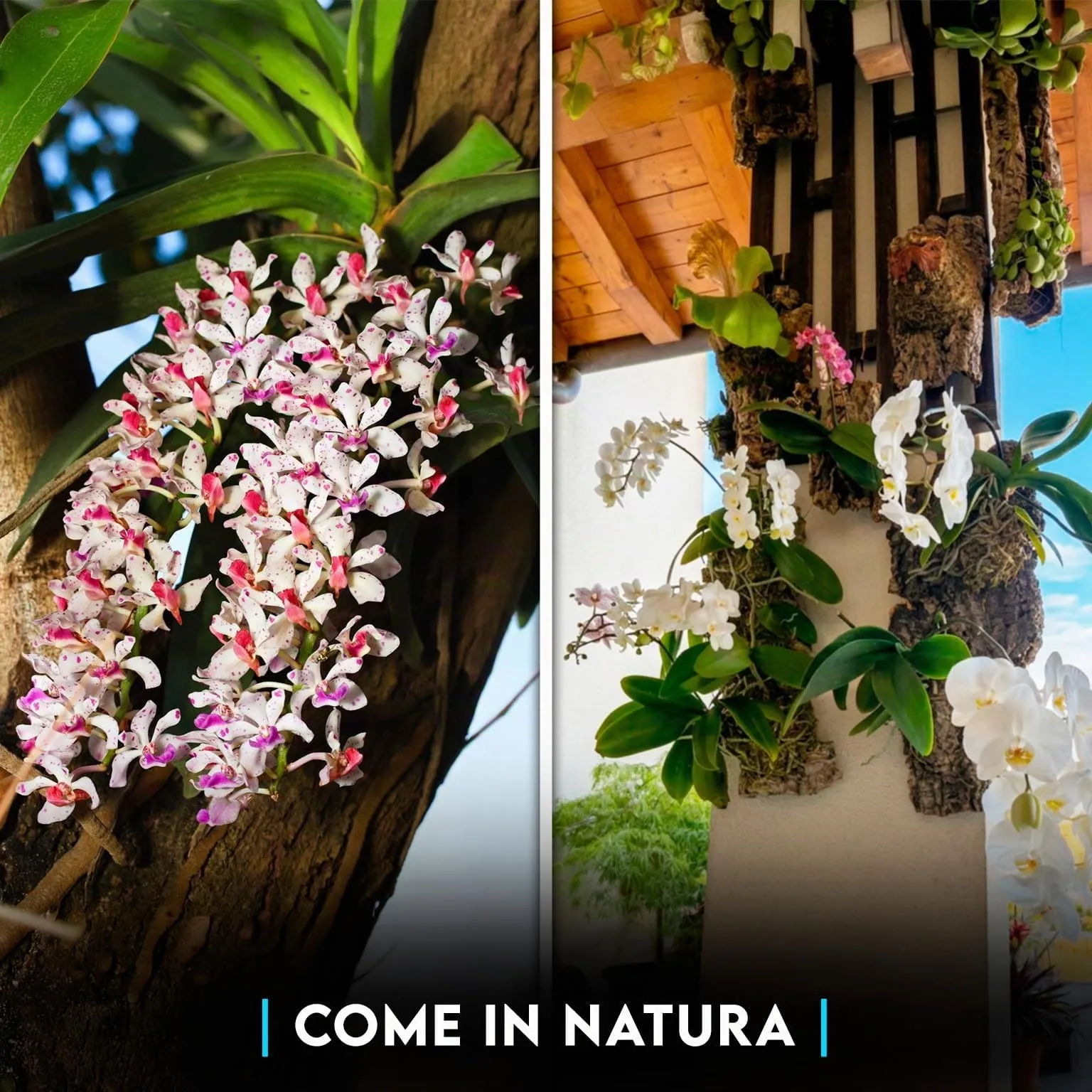 ZOMA Zattera per Orchidee, Sughero per Terrario, Corteccia per Orchidee, Epifite Tillandsia e Felci, Corteccia di Sughero per Presepe (S) - immagine 4