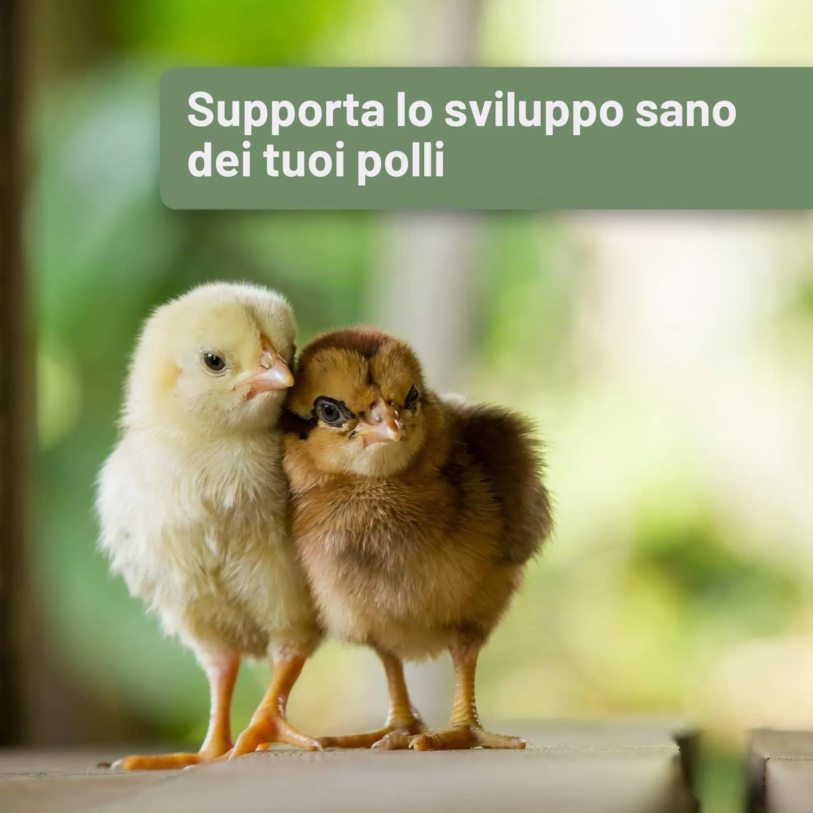 Quiko Hobby Farming – Med Immun per Pollo 100 ml – Vitamine per Pollo – Accessori per Pollo - immagine 4