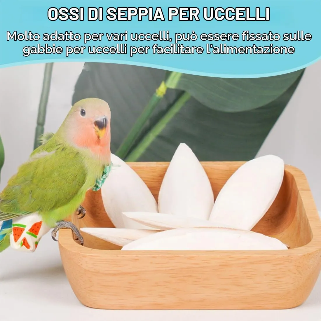PHCOZY 3 PCS Osso di Seppia,Osso di Seppia per Pappagalli,Osso di Seppia per Tartarughe,Osso di Seppia per Uccelli,Osso di Seppia Naturale,con 3 Supporti in Metallo 11-13cm - immagine 4