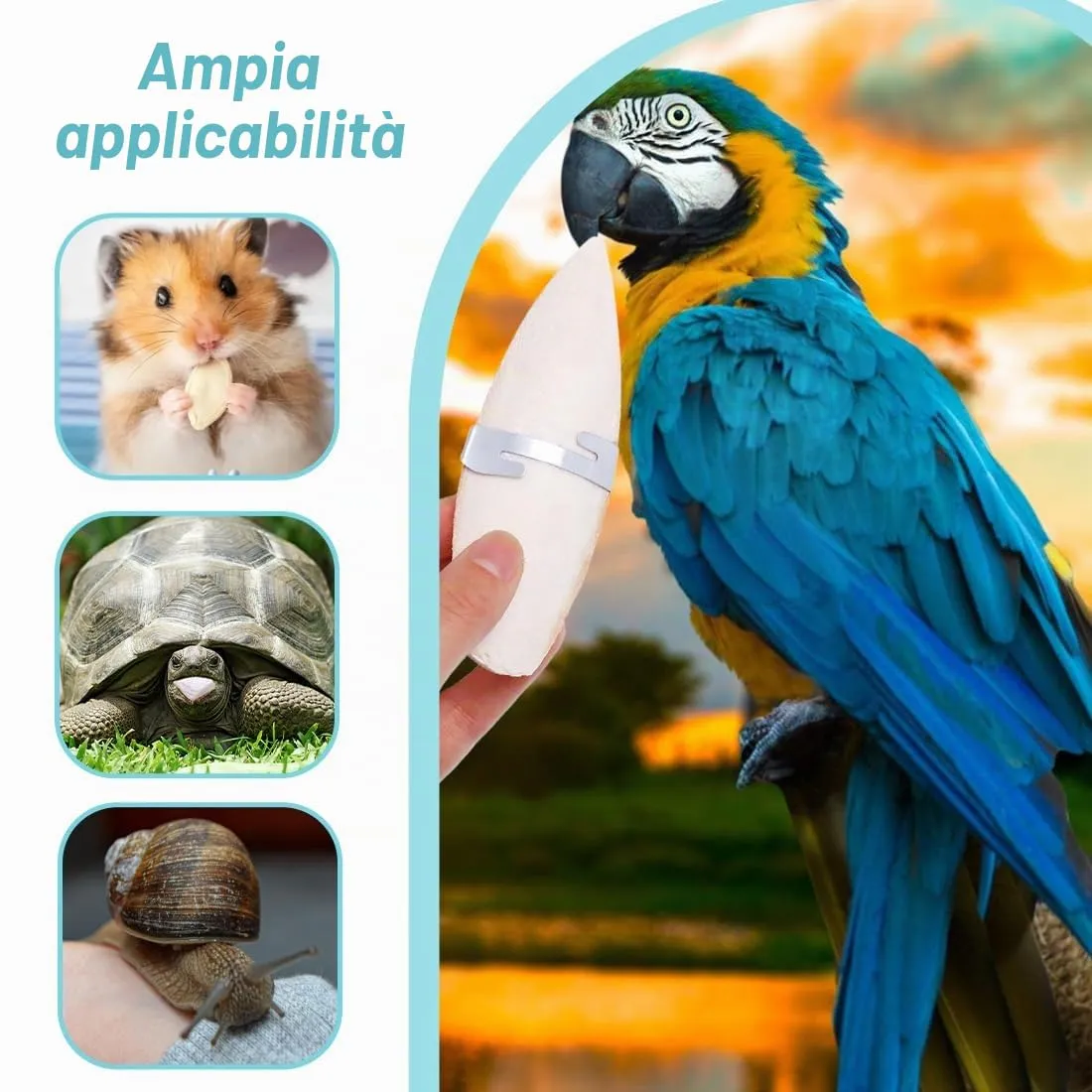 PHCOZY 3 PCS Osso di Seppia,Osso di Seppia per Pappagalli,Osso di Seppia per Tartarughe,Osso di Seppia per Uccelli,Osso di Seppia Naturale,con 3 Supporti in Metallo 11-13cm - immagine 6
