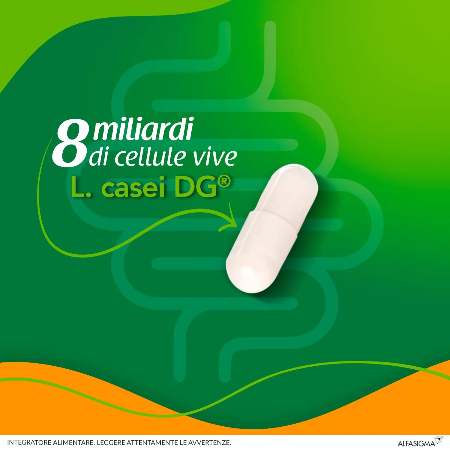 Enterolactis confezione da 20 Capsule apribili: Fermenti lattici, Probiotici, supporto alla flora intestinale - immagine 4