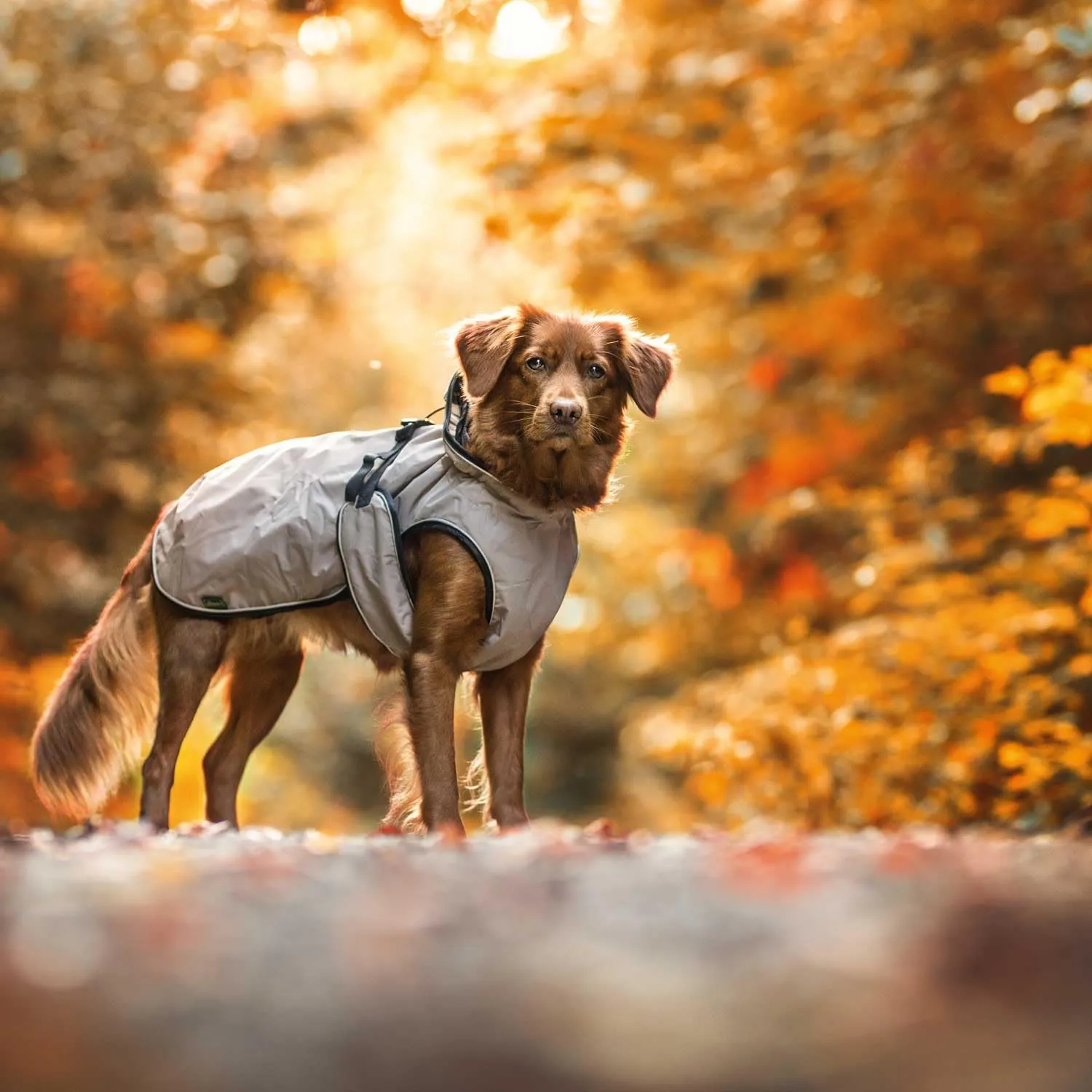 Cappottino per cani Uppsala, 25 cmtaupe - immagine 8