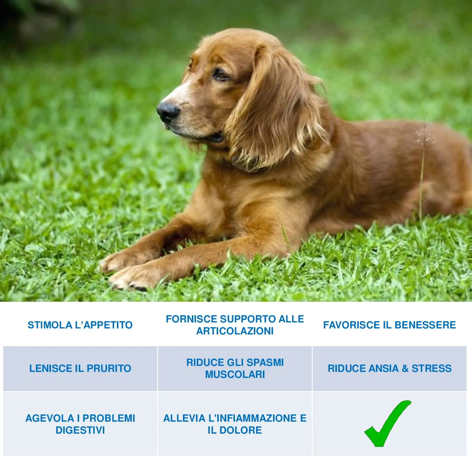MAALINGAN® Olio di Canapa Calmante Forte per Cani e Gatti | Integratore Articolazioni | Tranquillante Contro Stress e Ansia | Gocce 100% Vegetali uso Veterinario | Omega 3, 8 Selenio | 1000MG 30ML - immagine 2