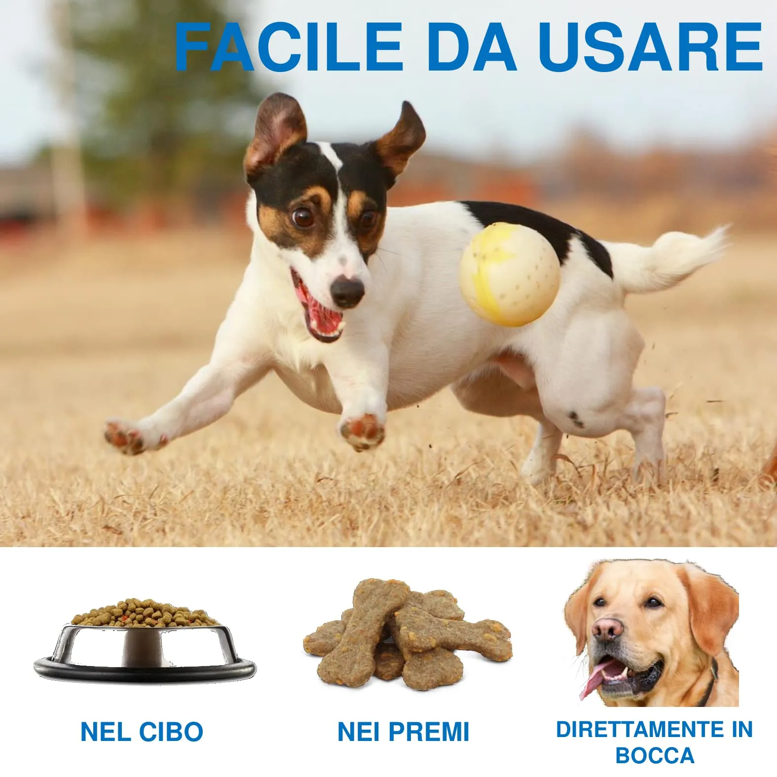 MAALINGAN® Olio di Canapa Calmante Forte per Cani e Gatti | Integratore Articolazioni | Tranquillante Contro Stress e Ansia | Gocce 100% Vegetali uso Veterinario | Omega 3, 8 Selenio | 1000MG 30ML - immagine 3