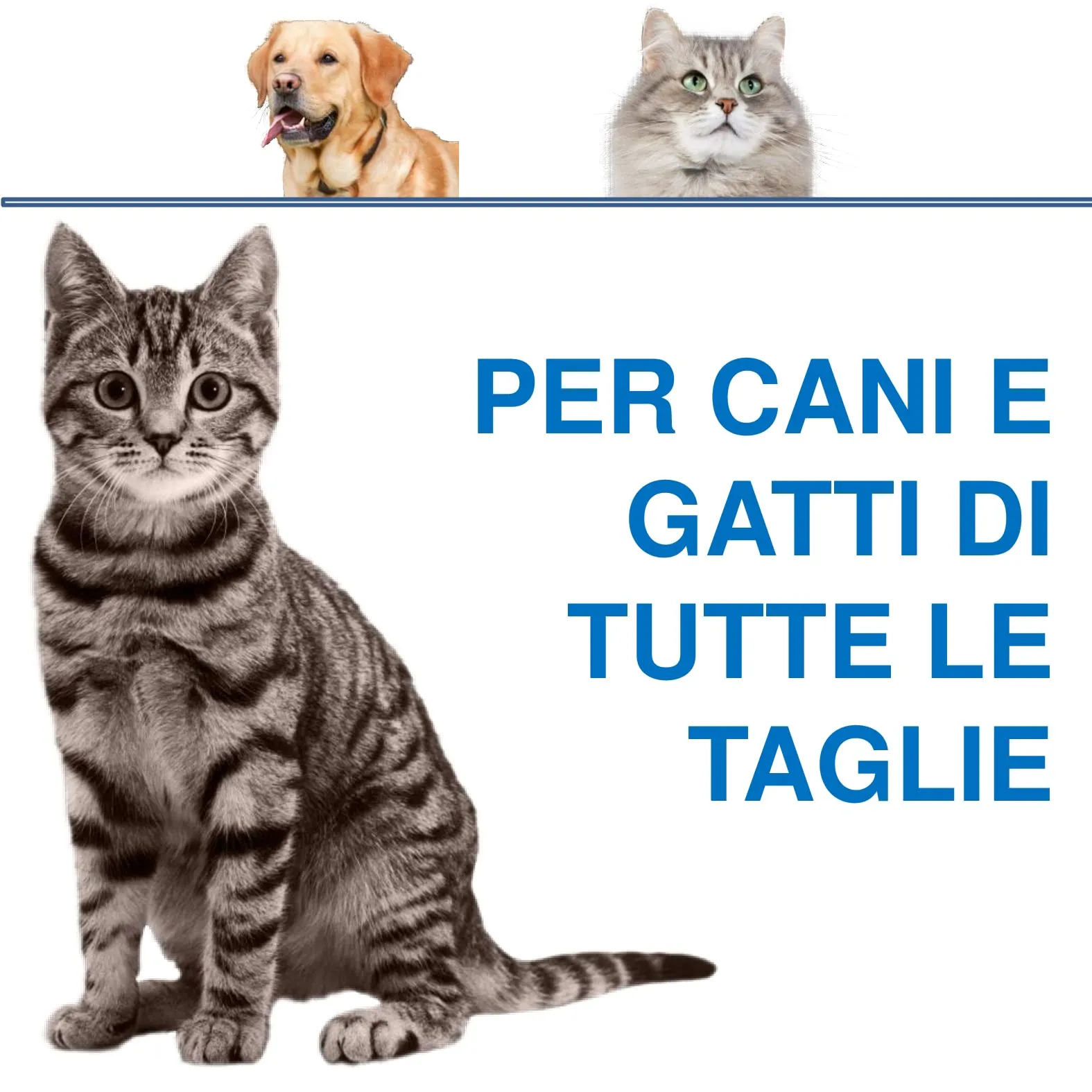 MAALINGAN® Olio di Canapa Calmante Forte per Cani e Gatti | Integratore Articolazioni | Tranquillante Contro Stress e Ansia | Gocce 100% Vegetali uso Veterinario | Omega 3, 8 Selenio | 1000MG 30ML - immagine 4