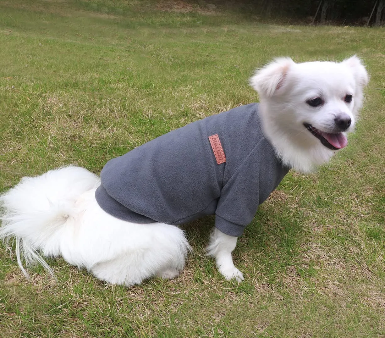 HuaLiSiJi Felpa Cane Pile Felpa per Cani Maglioncino Cane Maglione Chihuahua,Con Una Texture Morbida, Elastico Facile da Indossare e Colori Vivaci (S, Grigio) - immagine 4
