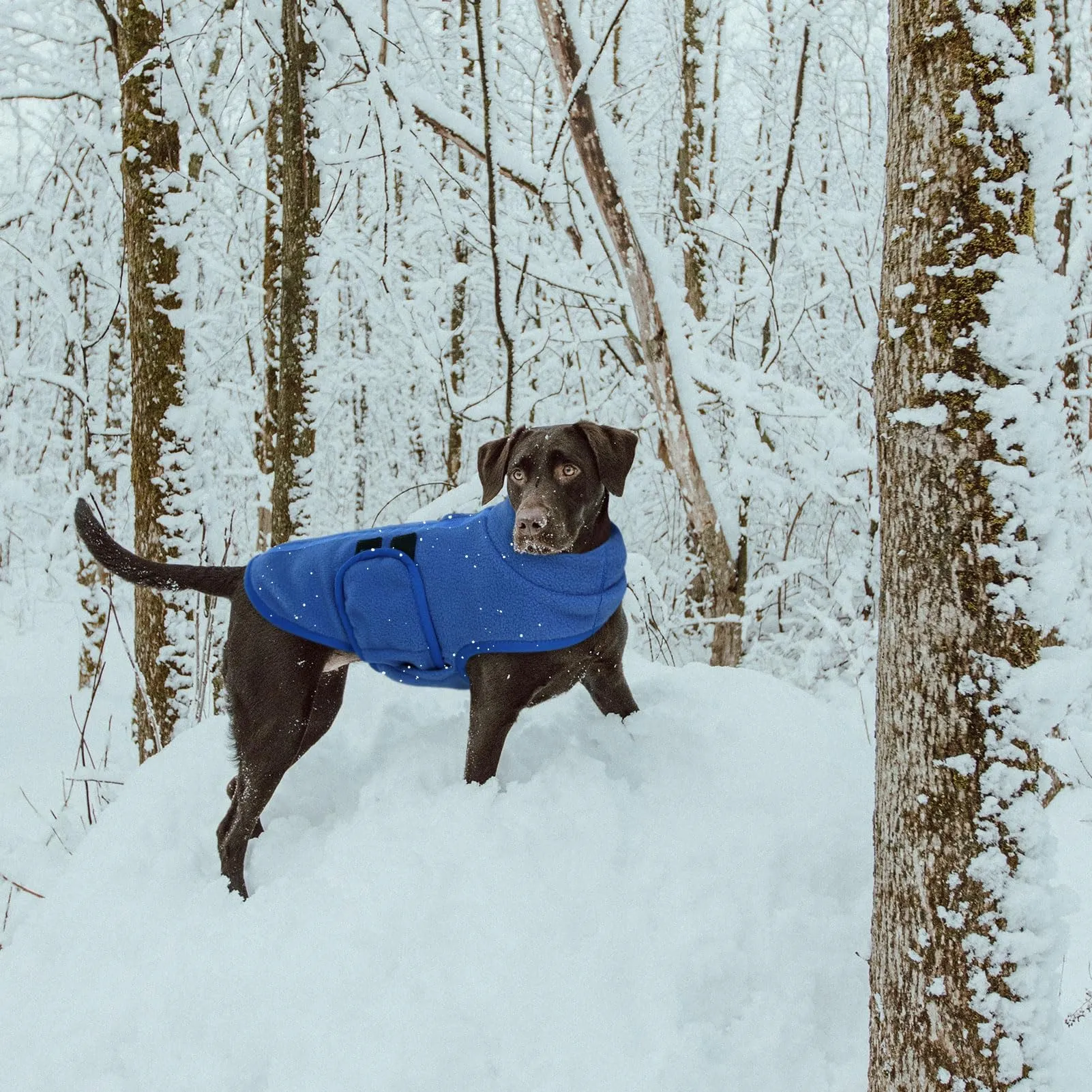 Queenmore Cappotto Cane, Maglioncino Cane Taglia Grande Cappotto Invernale - immagine 8