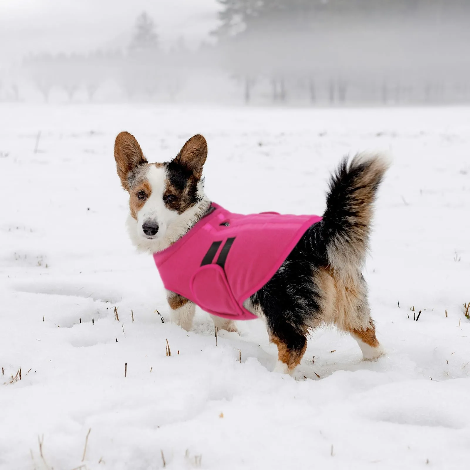 Queenmore Maglione Cane Taglia Grande, Felpa Cane, Maglioncino Cane - immagine 7