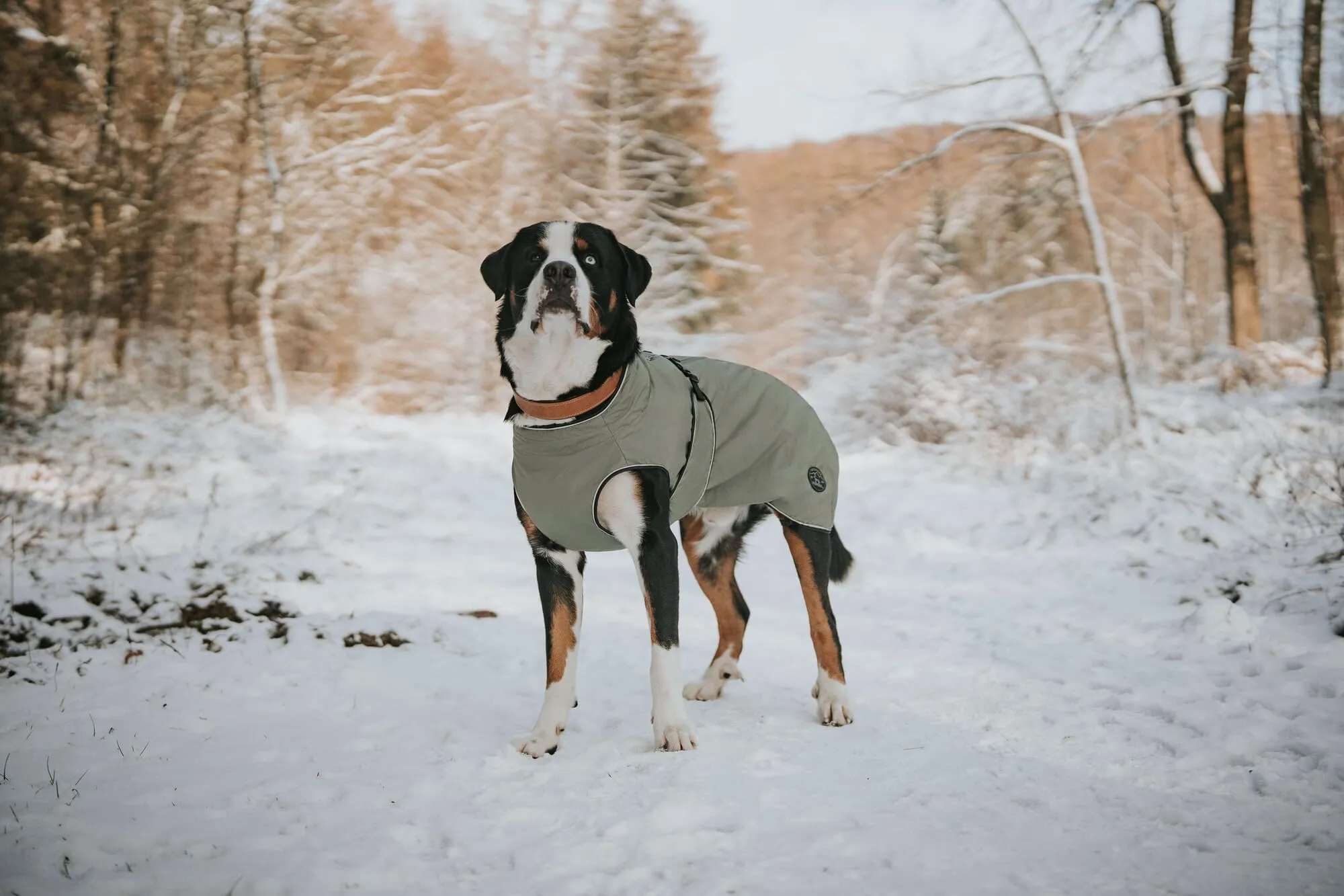 HUNTER Uppsala - Cappotto per cani, 50 cm, colore: Cachi - immagine 8