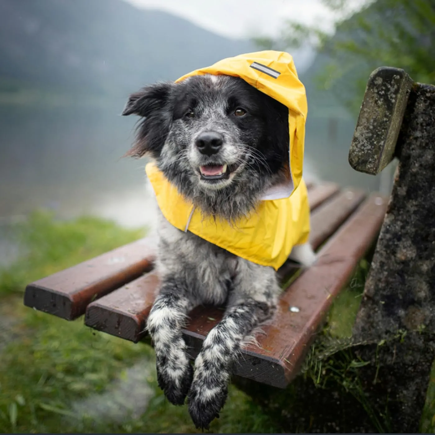 Idepet - Mantella per cani con cappuccio e foro per il collare, impermeabile e riflettente, per cani di piccola, media e grande taglia (S, Giallo) - immagine 4
