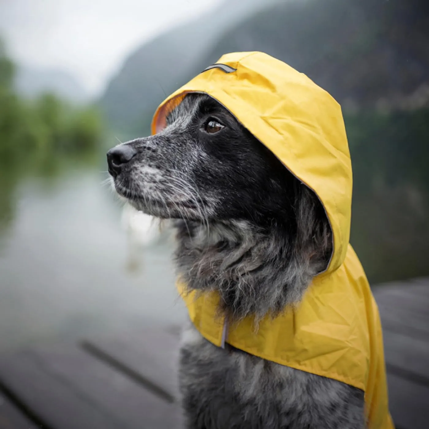 Idepet - Mantella per cani con cappuccio e foro per il collare, impermeabile e riflettente, per cani di piccola, media e grande taglia (L, Giallo) - immagine 7