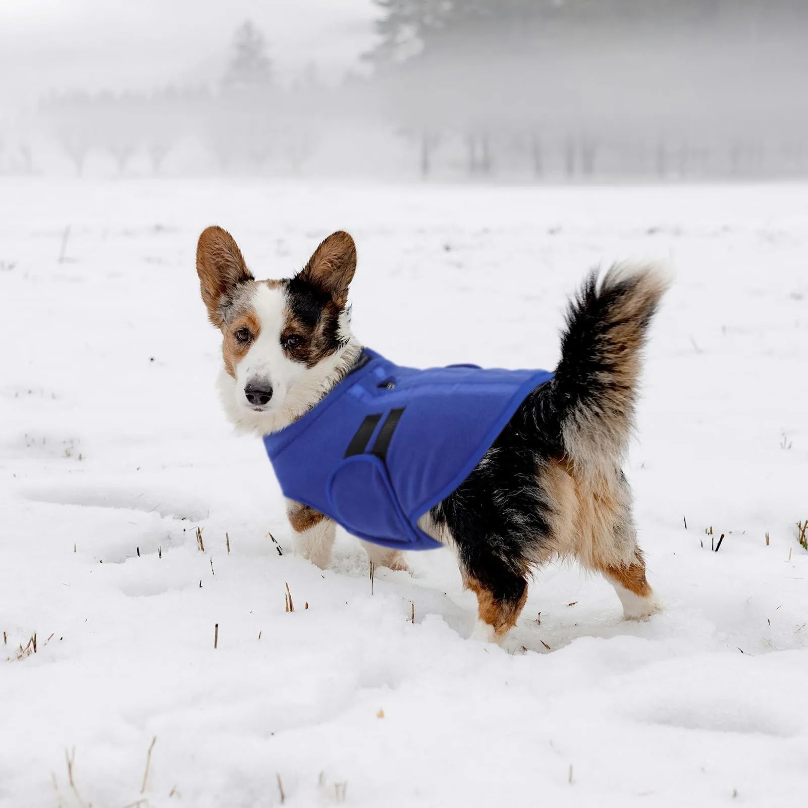 Queenmore Maglioncino Cane, Felpa Cane Taglia Piccola, Cappotto Invernale - immagine 7