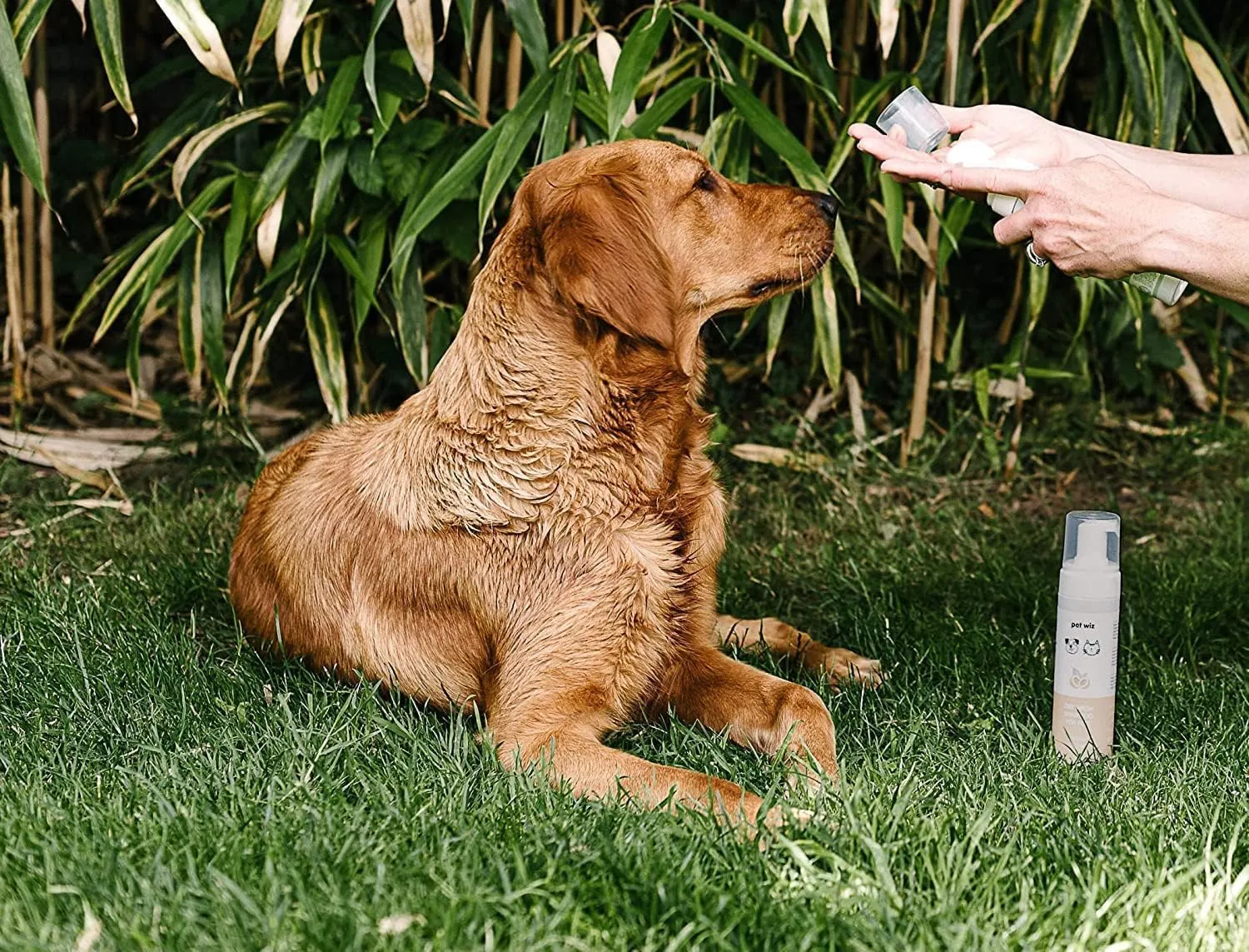 Shampoo per lavaggio a secco per animali domestici – Lenitivo e deodorante, ingredienti naturali, asciugatura rapida e senza risciacquo (aloe e avena) - immagine 3