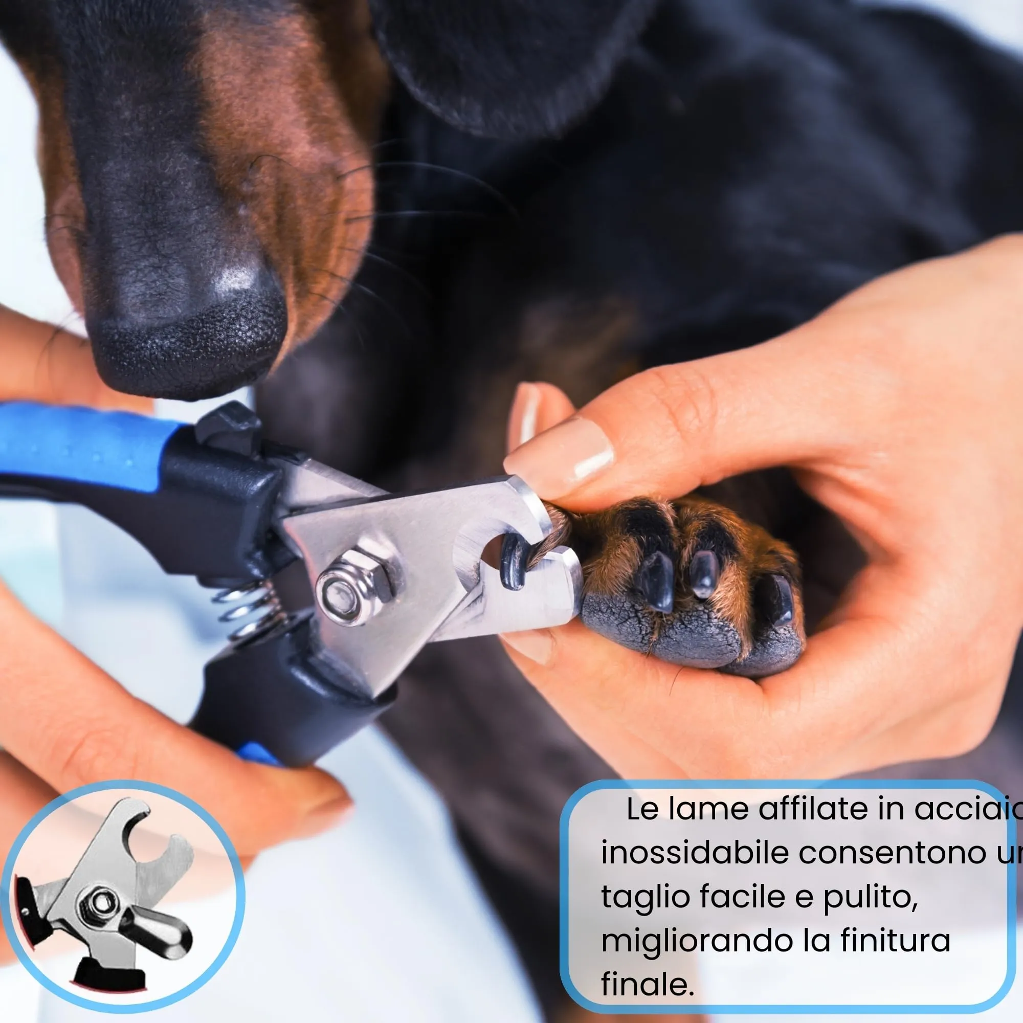 MandA® Tagliaunghie per Cane con Custodia. Tagliaunghie per Cani Medi e Piccoli, Gatti, ecc. + Lima + Custodia. Lame Affilate in Acciaio INOX e Chiusura di Sicurezza. Forbici per Tagliare le Unghie - immagine 5