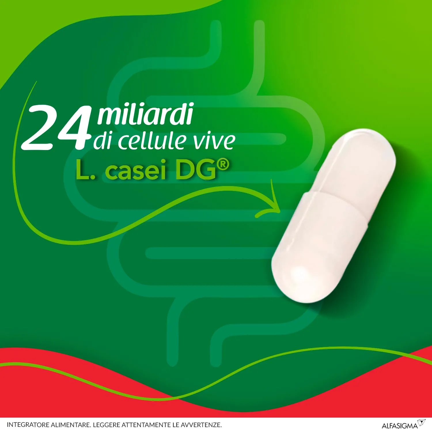 Enterolactis Plus, confezione da 60 capsule: fermenti lattici, probiotici, supporto per equilibrare la flora intestinale alterata - immagine 2