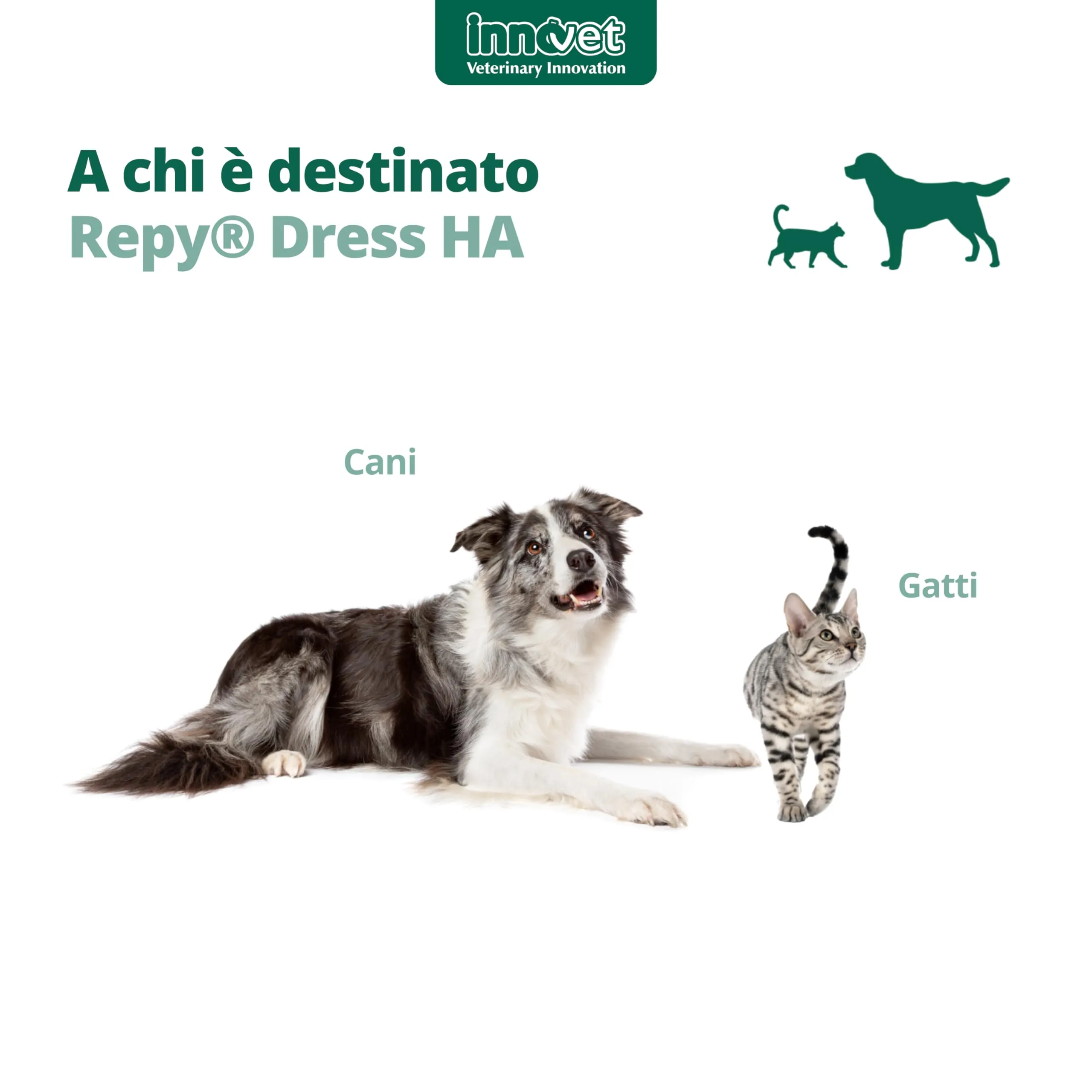 Innovet, Repy Dress HA, Garze Sterili Monouso per Cani e Gatti, in Puro Cotone, per la Pulizia e Cura delle Ferite, Azione Cicatrizzante, con Miele di Manuka e Adelmidrol, Confezione 10 Garze 10x10 cm - immagine 4